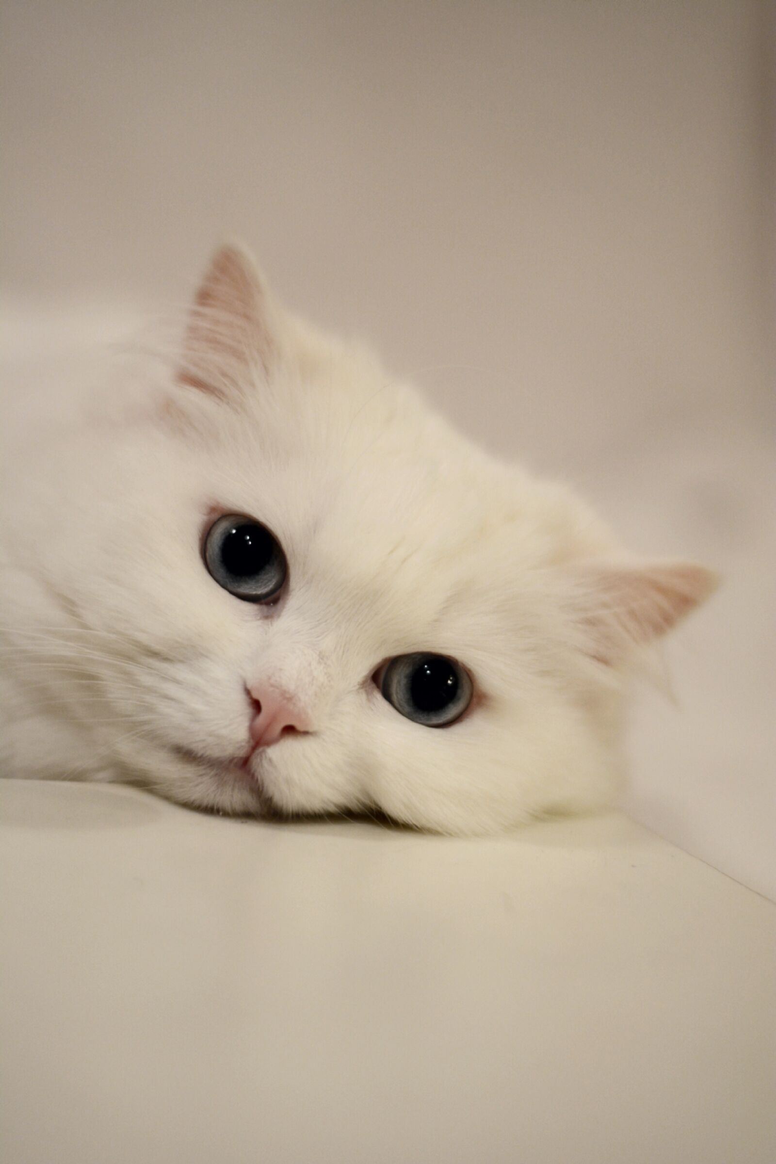 Nikon D7100 sample photo. Cat, eyes, cat's eyes photography
