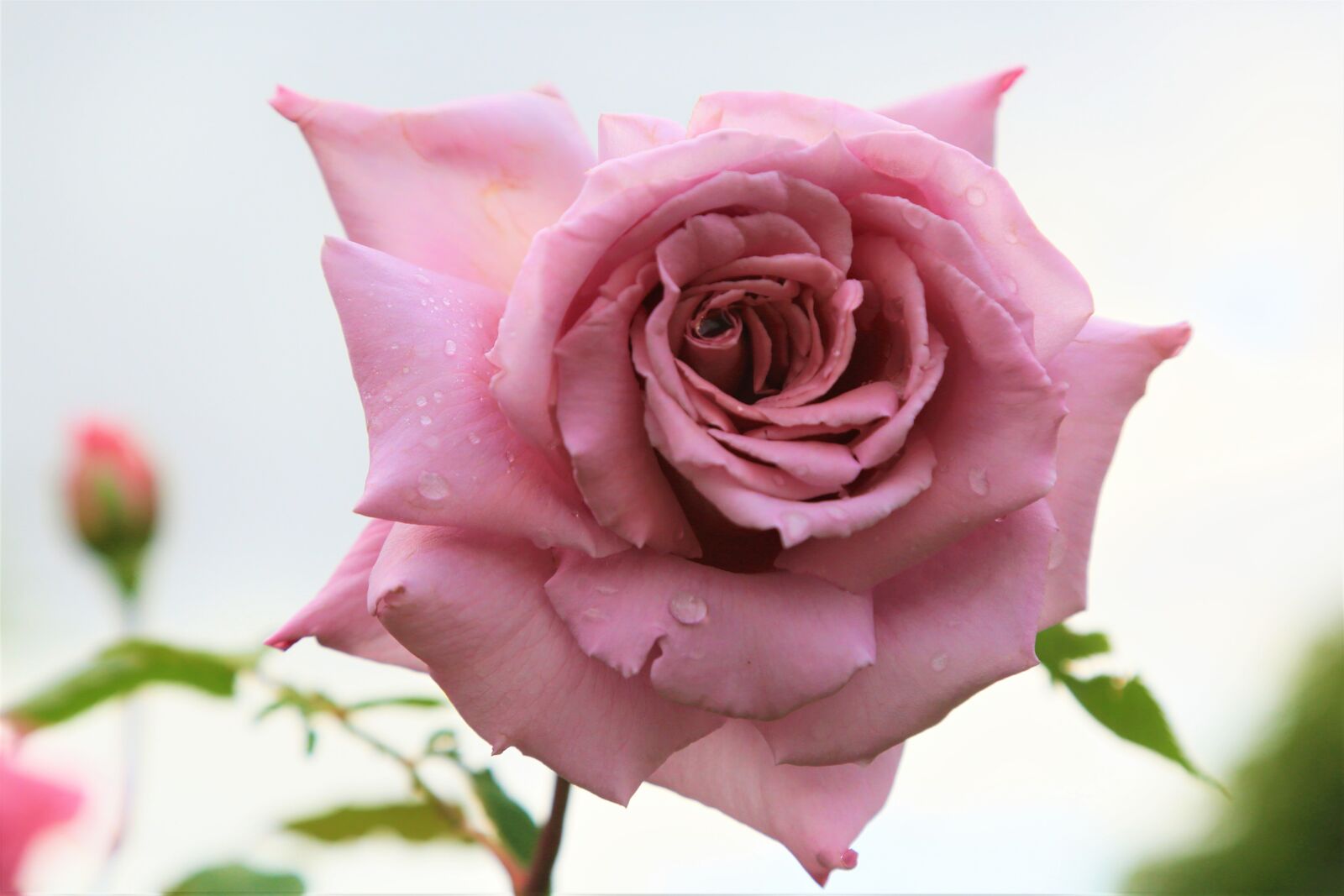 Canon EOS 5D Mark III sample photo. Rose, flower, love photography