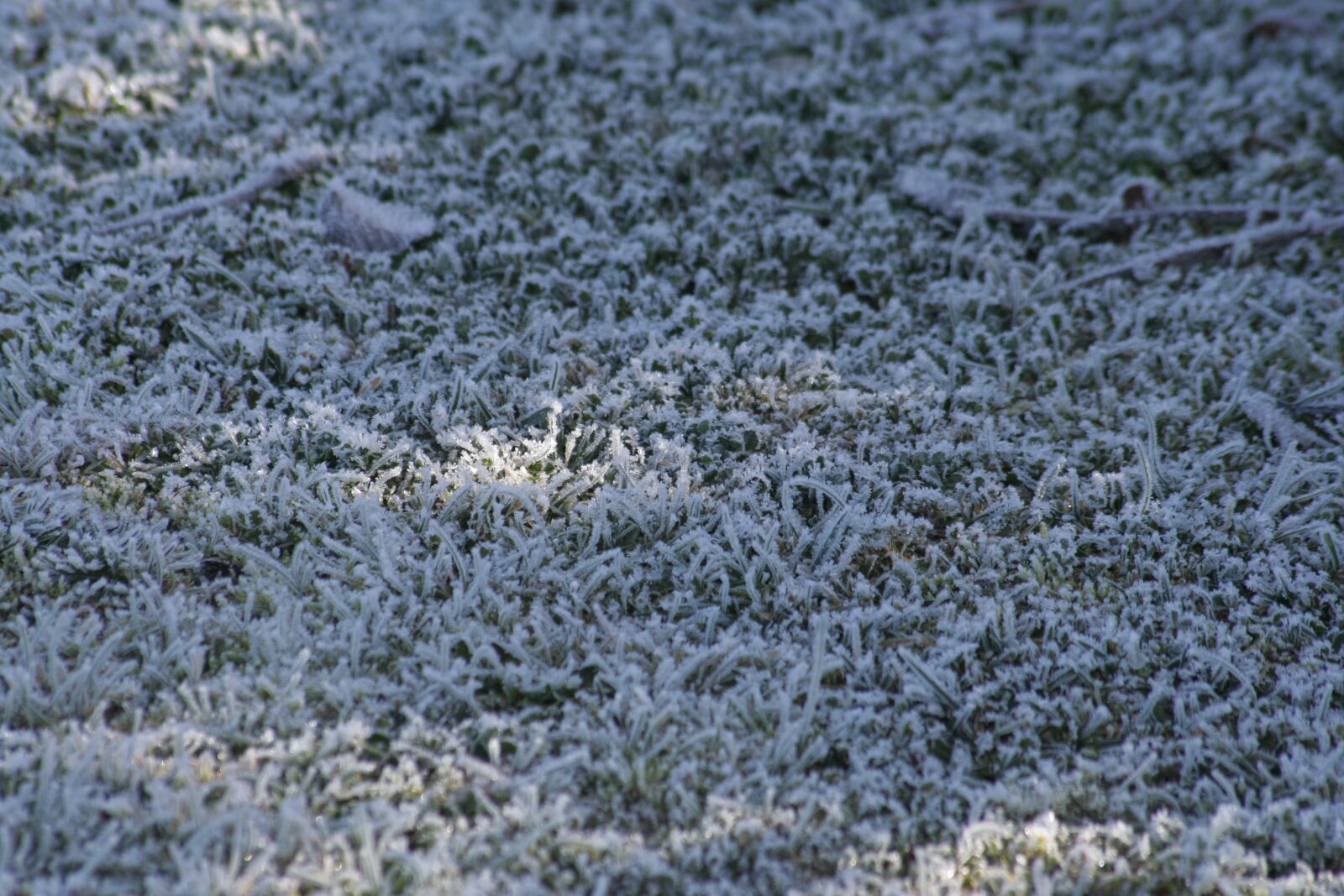 Canon EOS 350D (EOS Digital Rebel XT / EOS Kiss Digital N) sample photo. Hielo, helada, bosque photography
