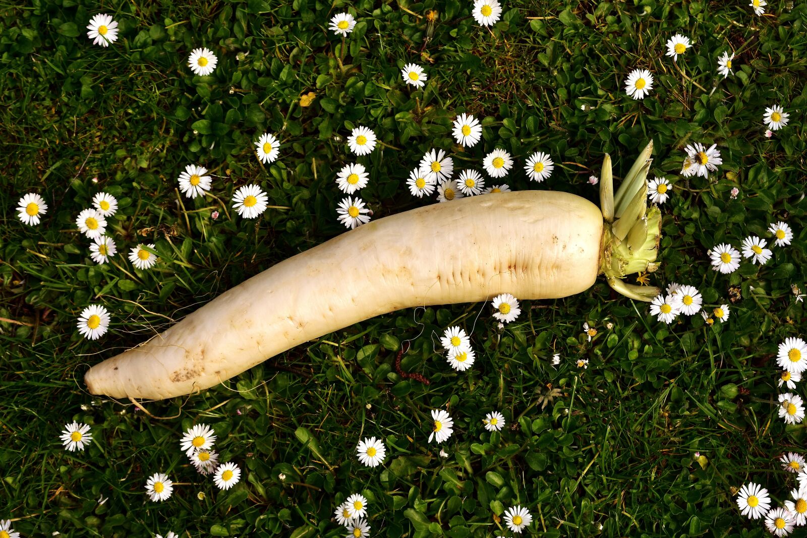 Nikon D7200 sample photo. Radish, raphanus, white photography