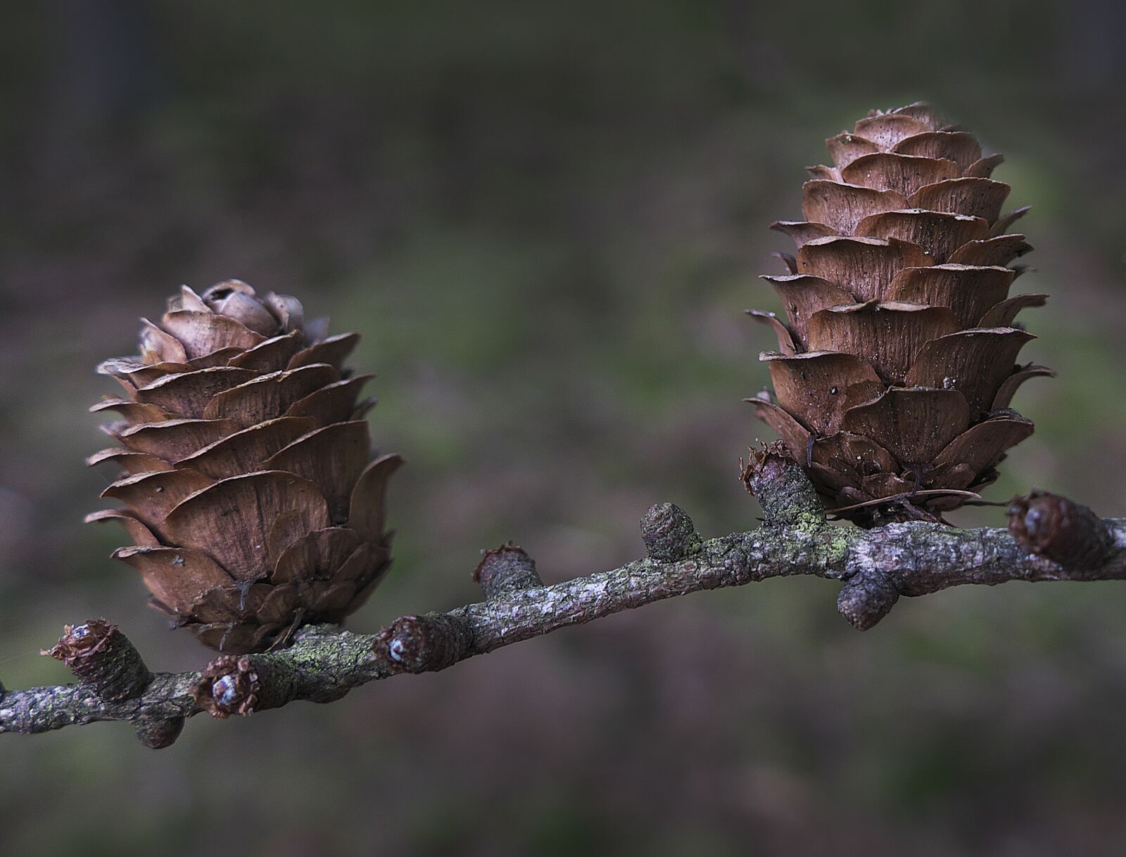 Panasonic Lumix DMC-FZ1000 sample photo. Tap, larch, larch cones photography