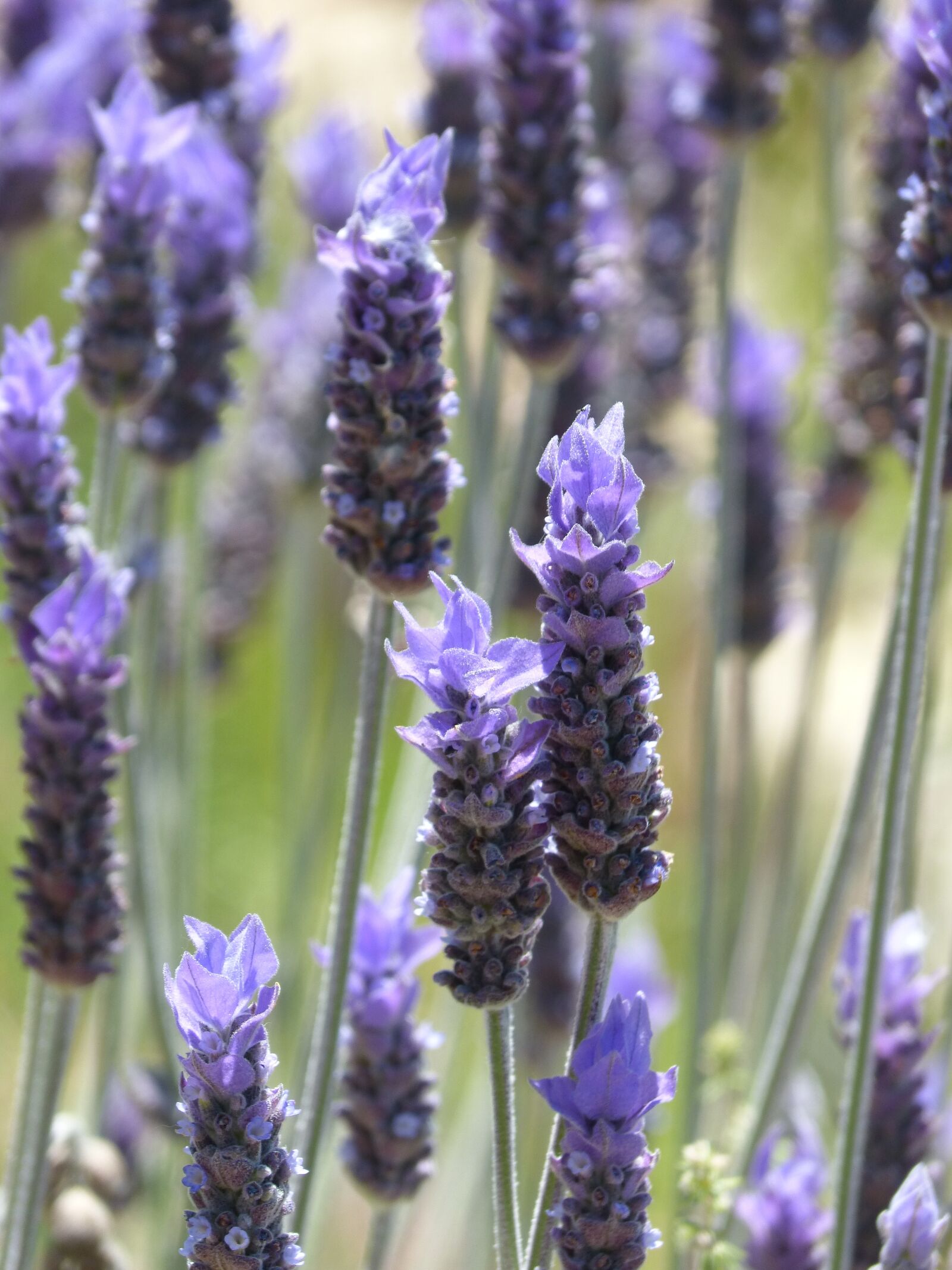 Panasonic DMC-FZ62 sample photo. Lavender, esp gol, aromatic photography