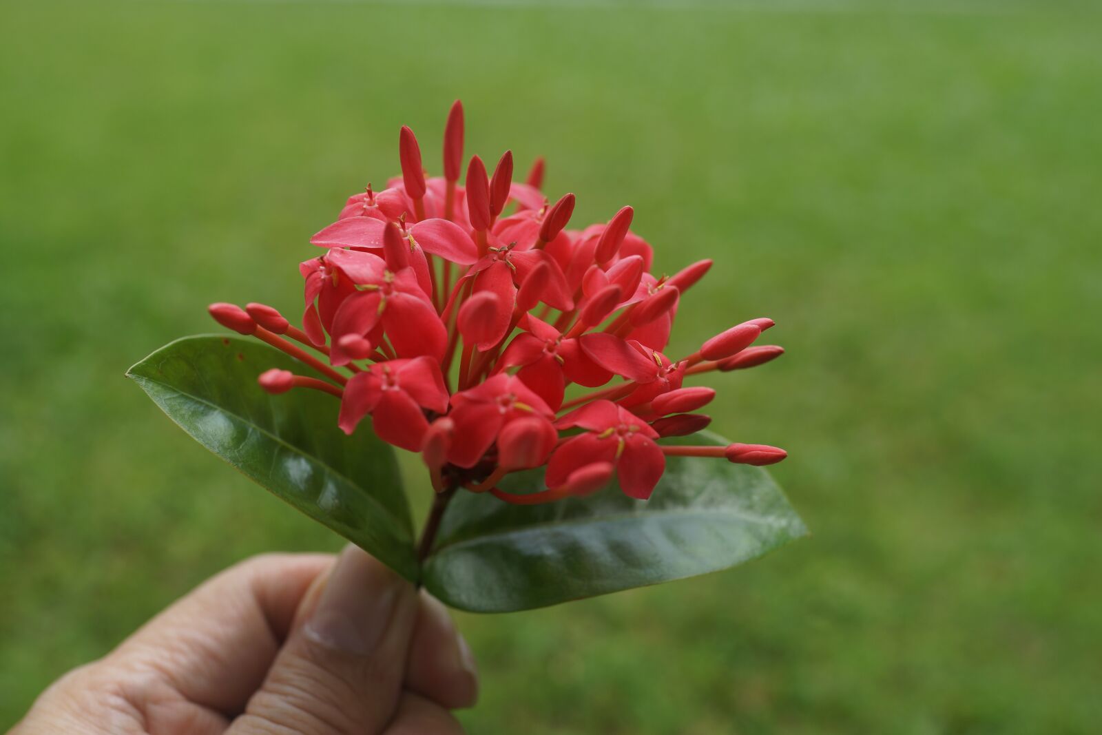 Sony Cyber-shot DSC-RX1R sample photo. Frangipani buds, plumeria buds photography