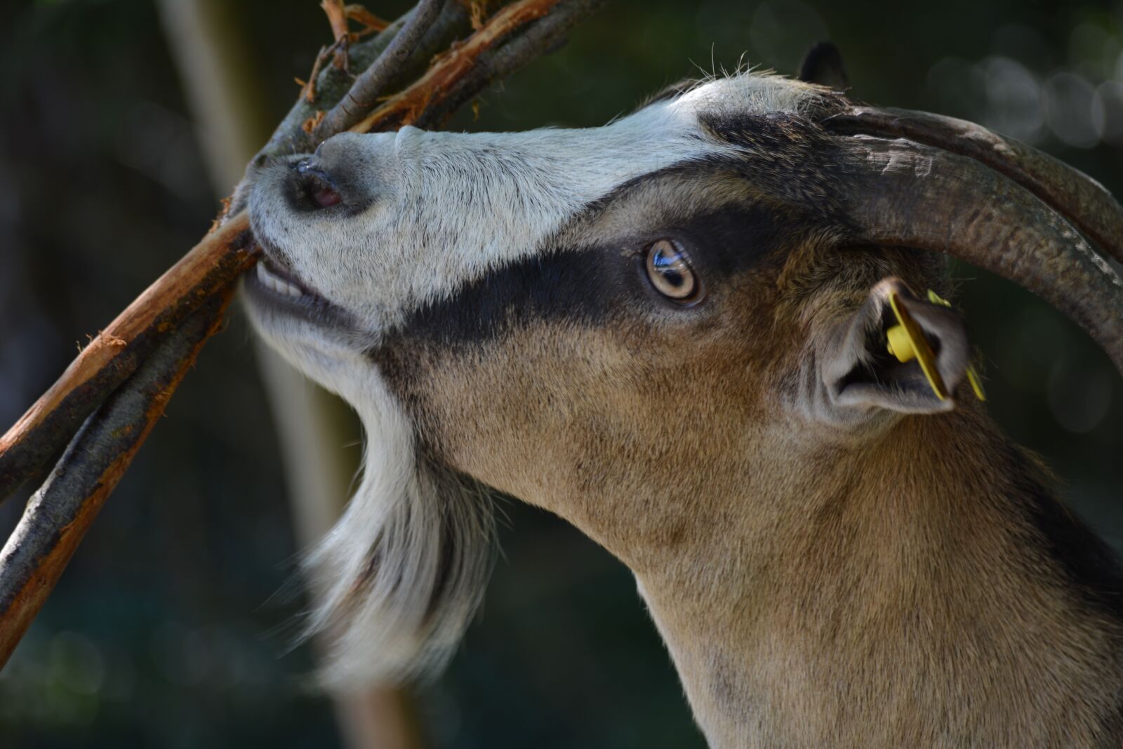 Nikon D5200 sample photo. Animal, home, pet photography