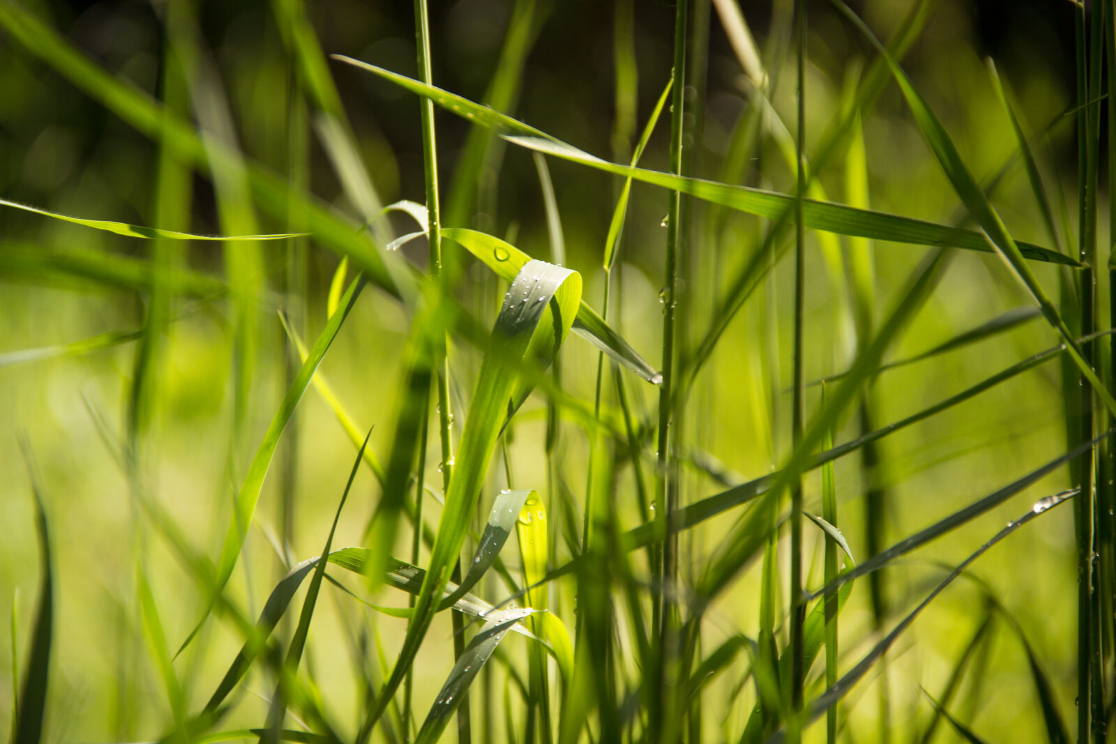 Canon EF-S 18-135mm F3.5-5.6 IS sample photo. Green, plants photography