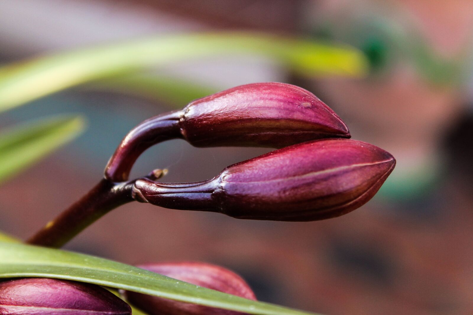 Canon EOS 1100D (EOS Rebel T3 / EOS Kiss X50) sample photo. Bud, orchid, nature photography