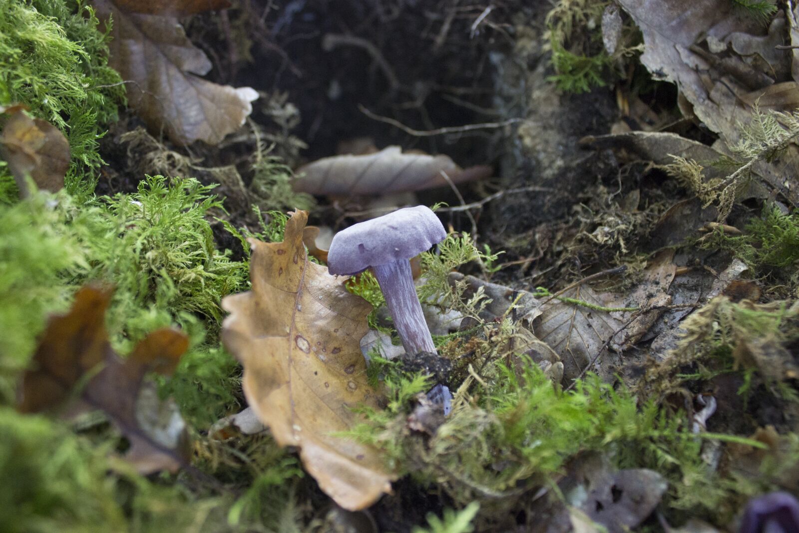 Canon EOS 600D (Rebel EOS T3i / EOS Kiss X5) sample photo. Fungus, red mushroom, white photography