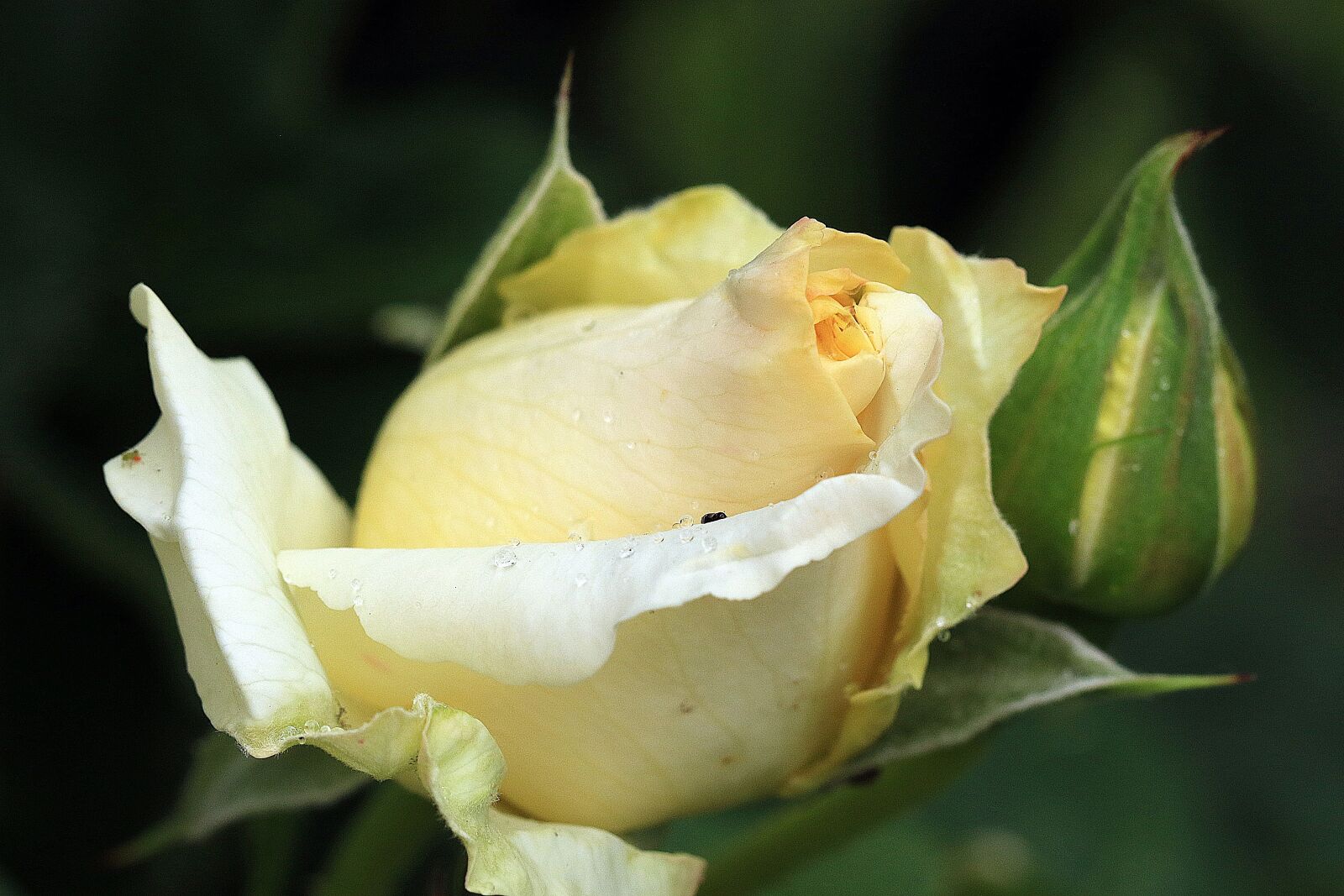 Canon EOS 7D Mark II sample photo. Rose, yellow rose, rosebud photography