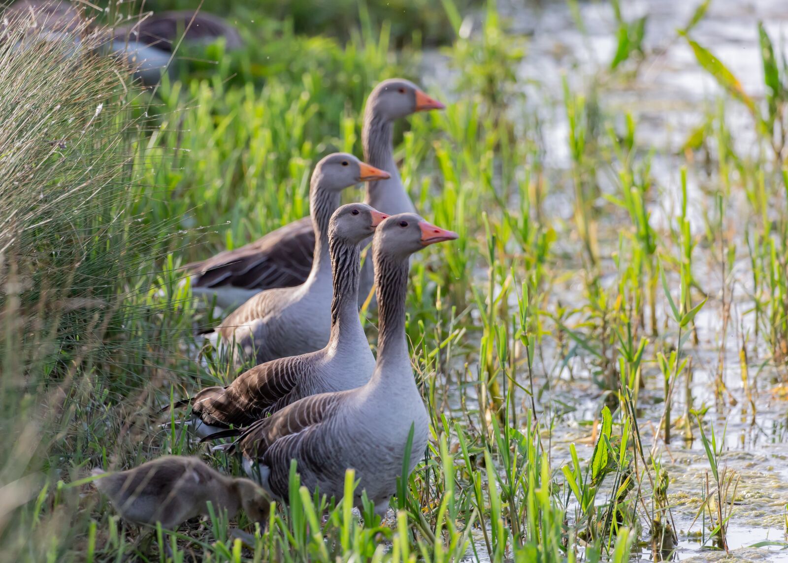 Canon EOS 5D Mark III sample photo. Greylag geese, geese, canadian photography