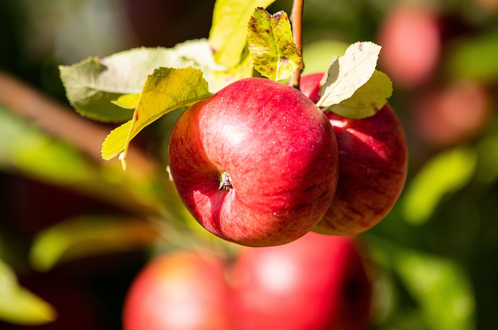 Canon EF 70-300mm F4-5.6 IS USM sample photo. Apple, apple tree, fruit photography