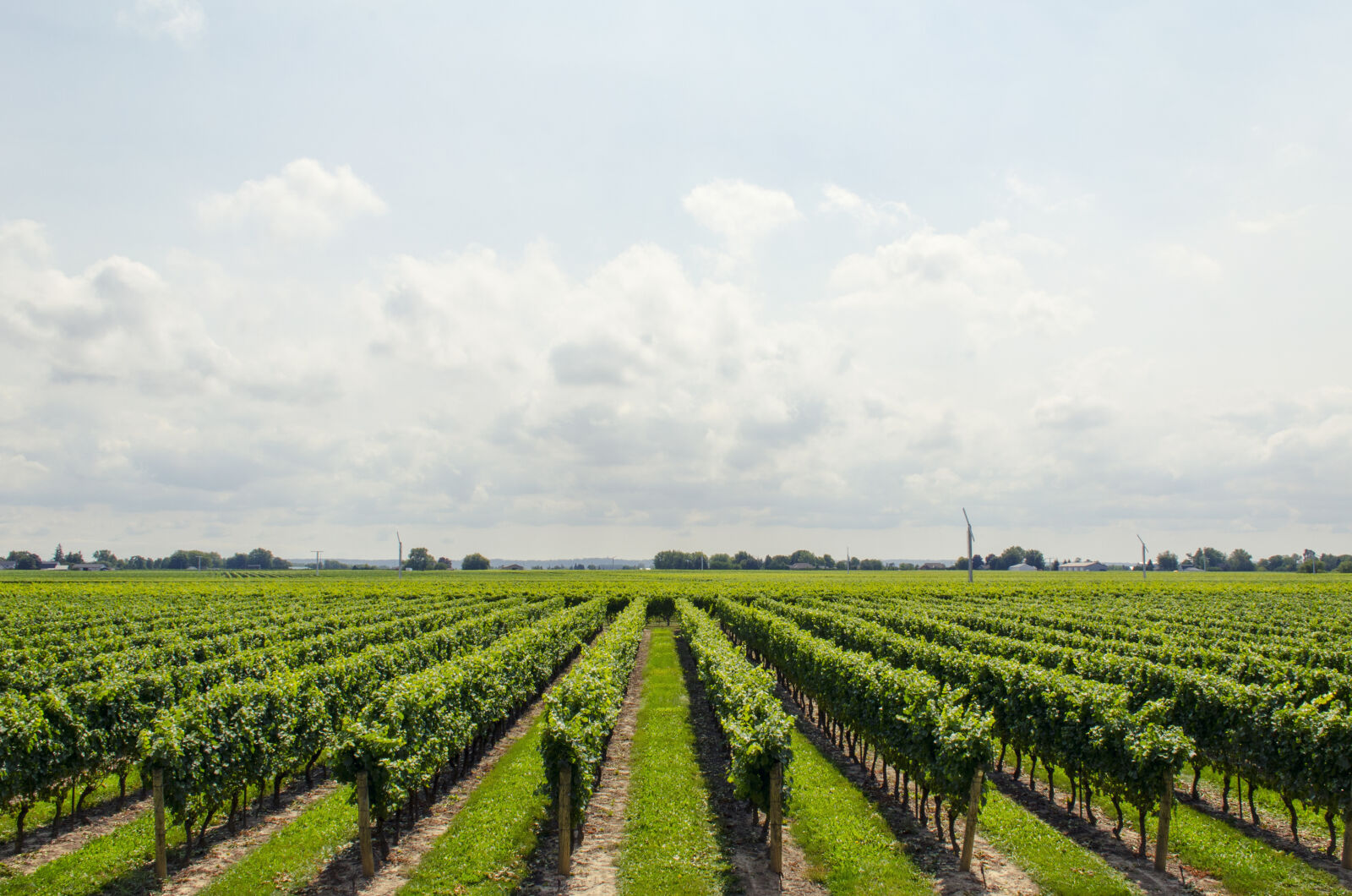 Nikon D7000 sample photo. Grapes, vineyard, wine, sky photography