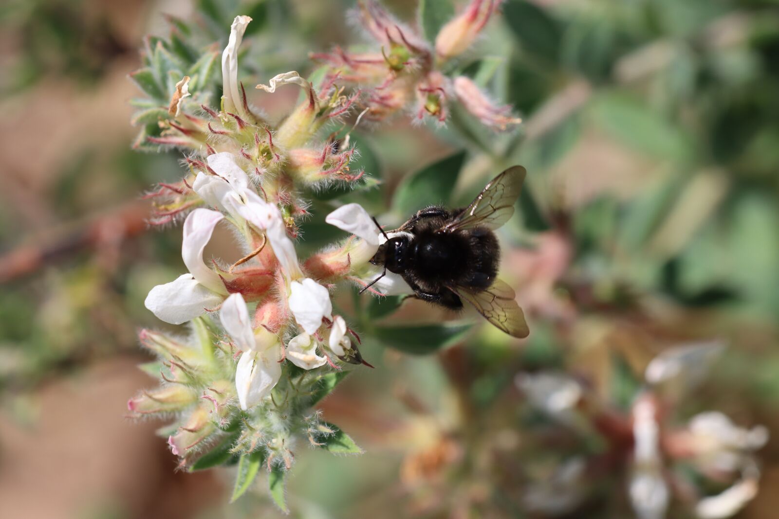 Canon EOS 90D sample photo. Black, hummel, insect photography