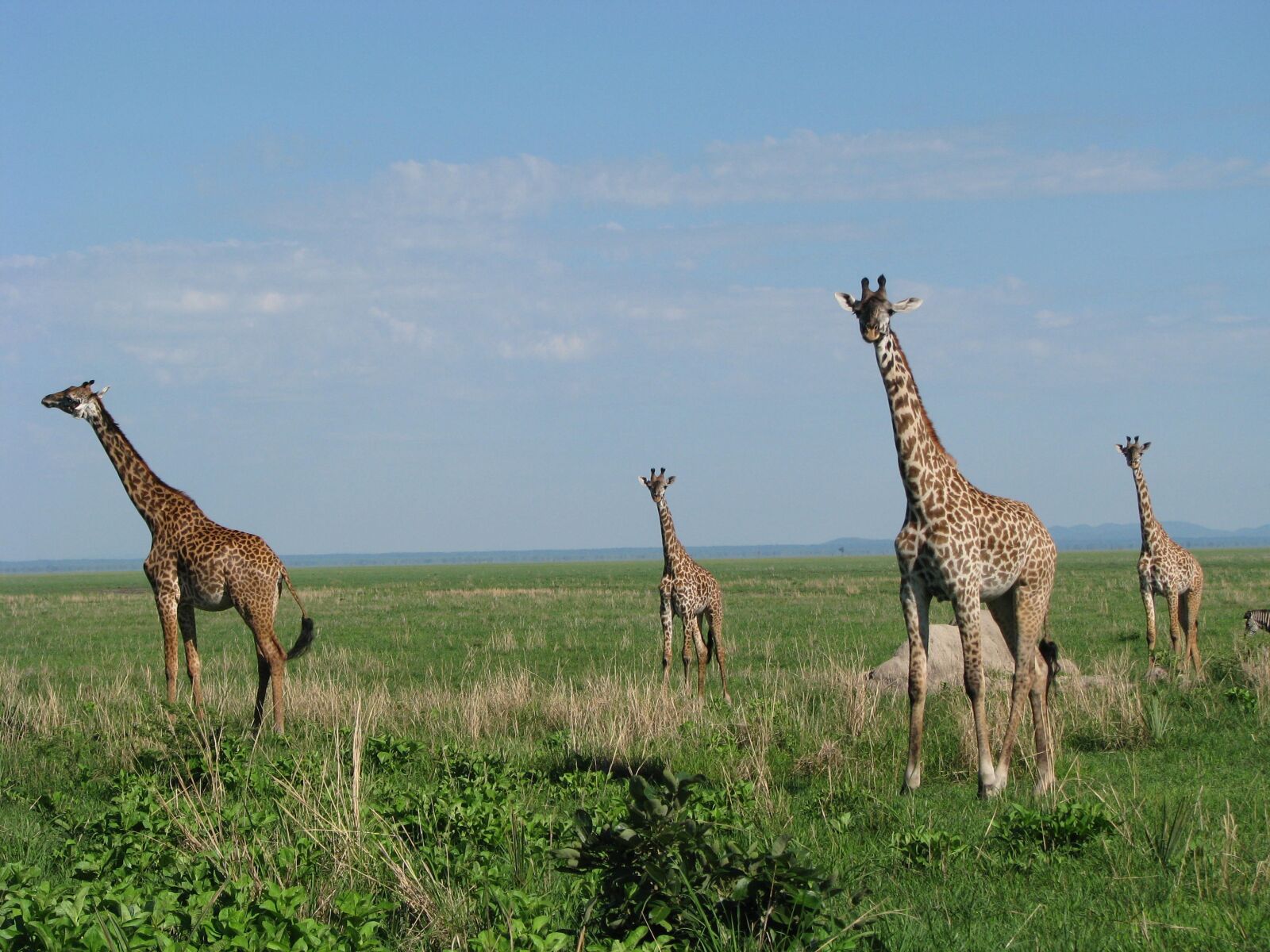 Canon POWERSHOT S5 IS sample photo. Giraffe, tanzania, fauna photography