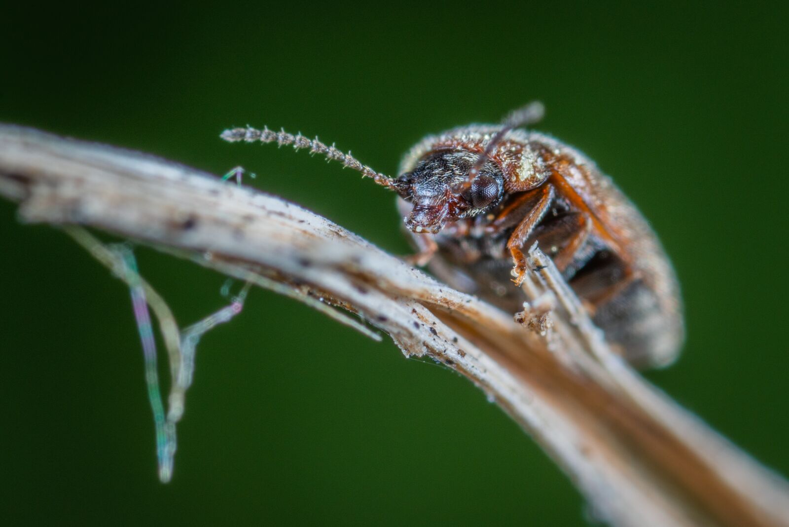 Sony a7R II sample photo. Macro, insect, beetle photography