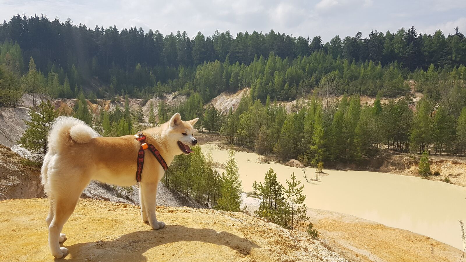 Samsung Galaxy S7 sample photo. Dog, akita, quarry photography