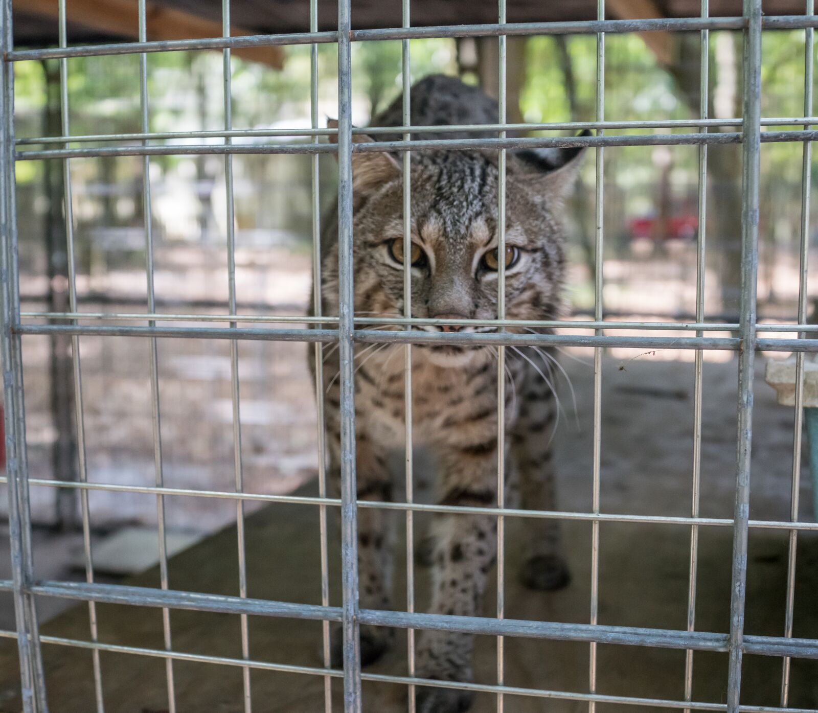 35mm F2.0 sample photo. Serval, big cat, rescue photography