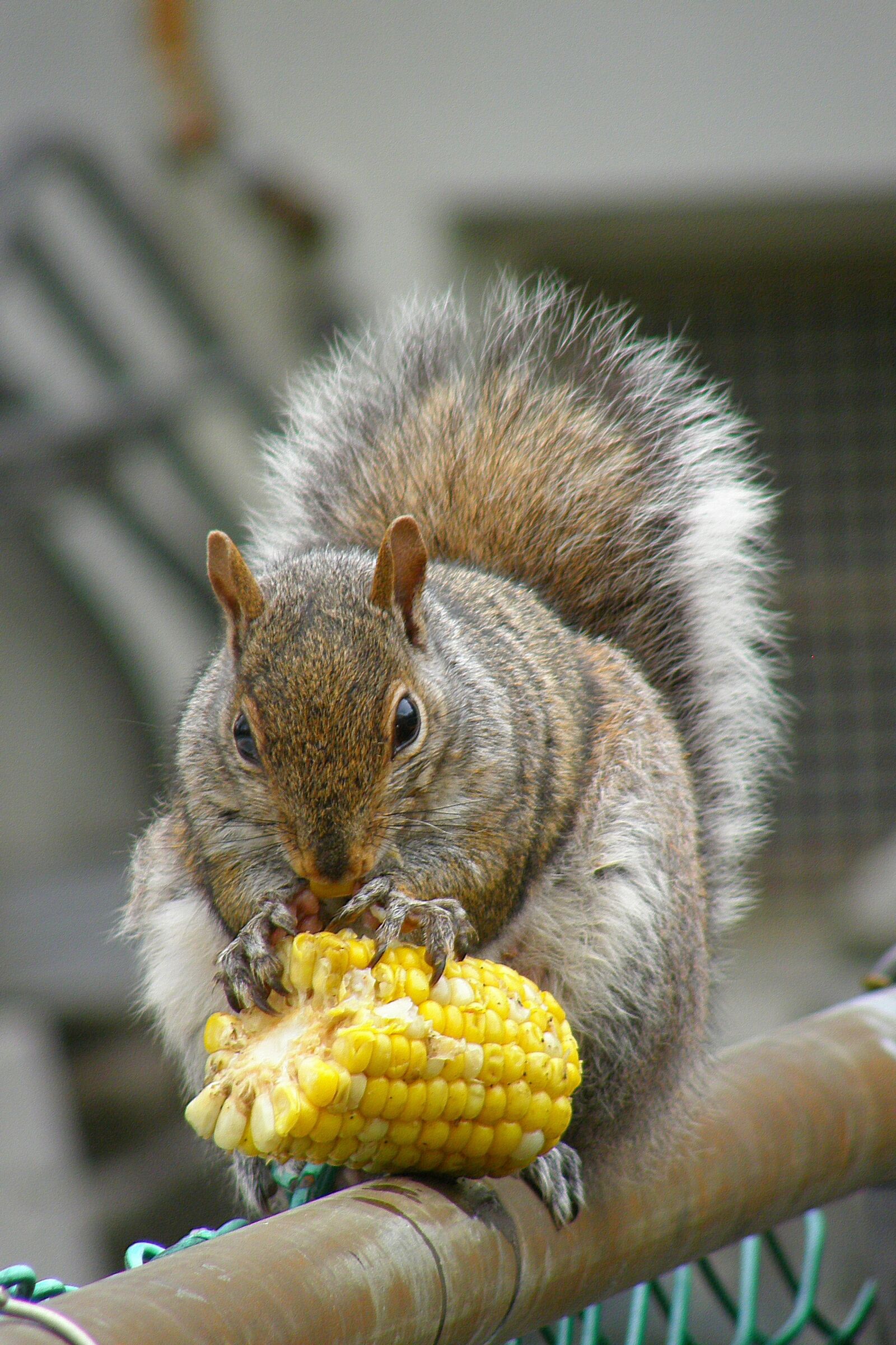 Olympus SP550UZ sample photo. Animal, wild, wildlife photography