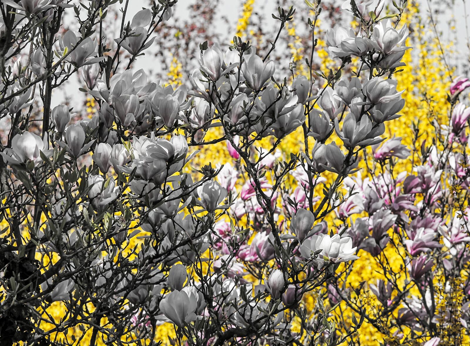 Canon EOS 1100D (EOS Rebel T3 / EOS Kiss X50) + Canon EF-S 55-250mm F4-5.6 IS II sample photo. Magnolia, ornamental shrub, blossom photography
