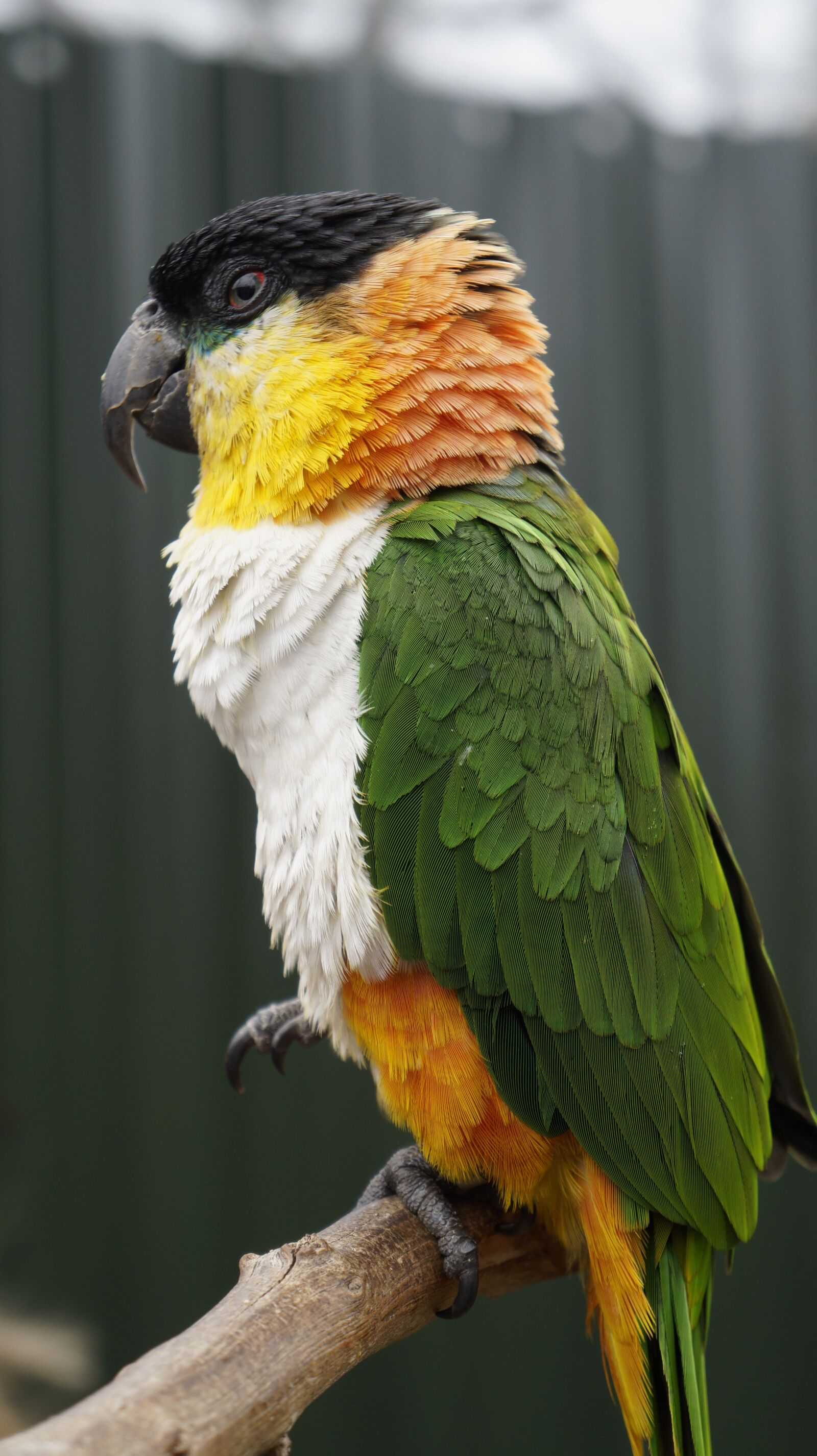 Sony Alpha a3000 sample photo. Parrot, bird, animal photography