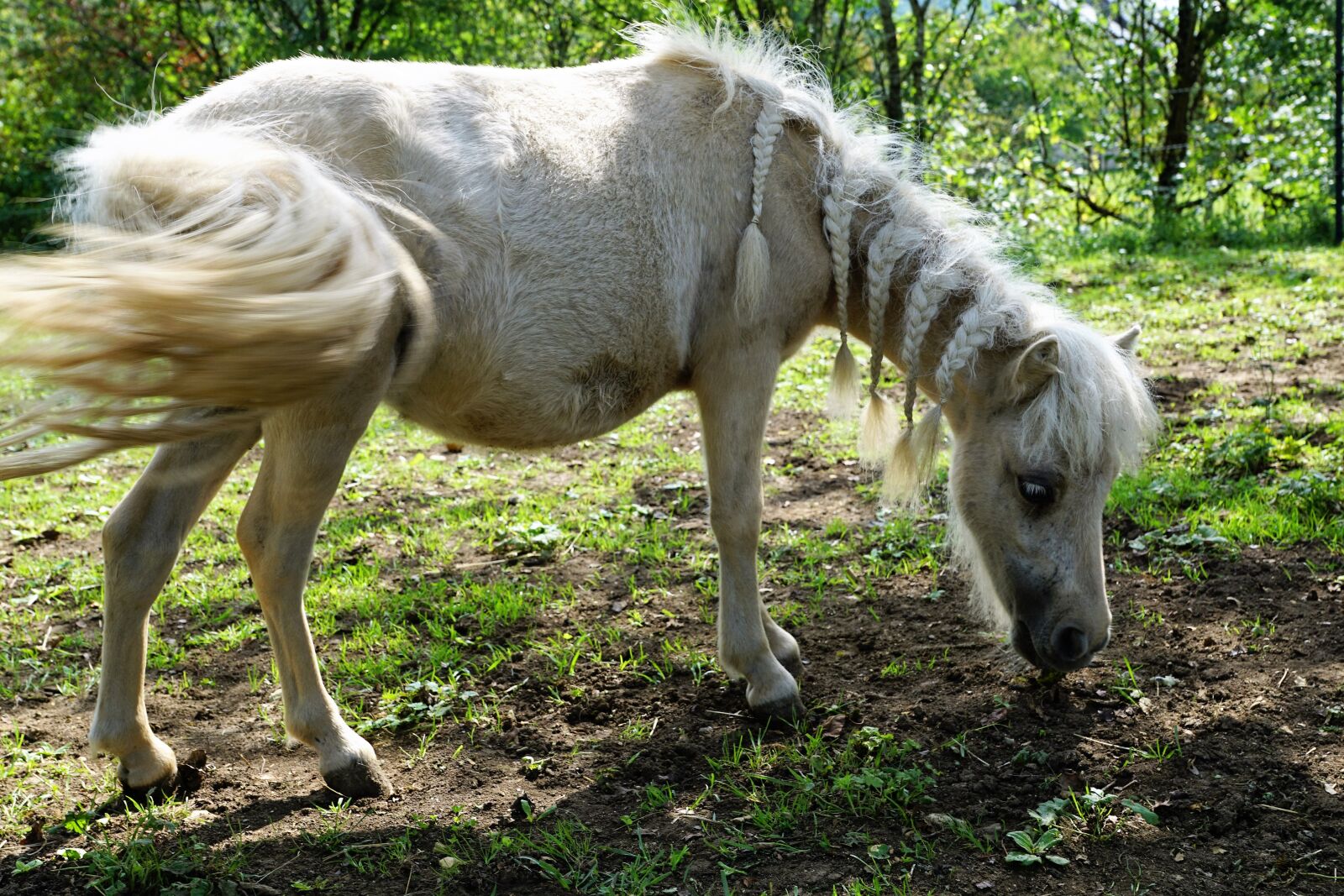 Sony ILCA-77M2 + Sony DT 16-50mm F2.8 SSM sample photo. Pony, horses, mold photography