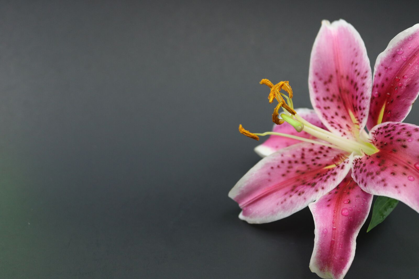 Canon EOS 750D (EOS Rebel T6i / EOS Kiss X8i) sample photo. Lily, flower, floral photography