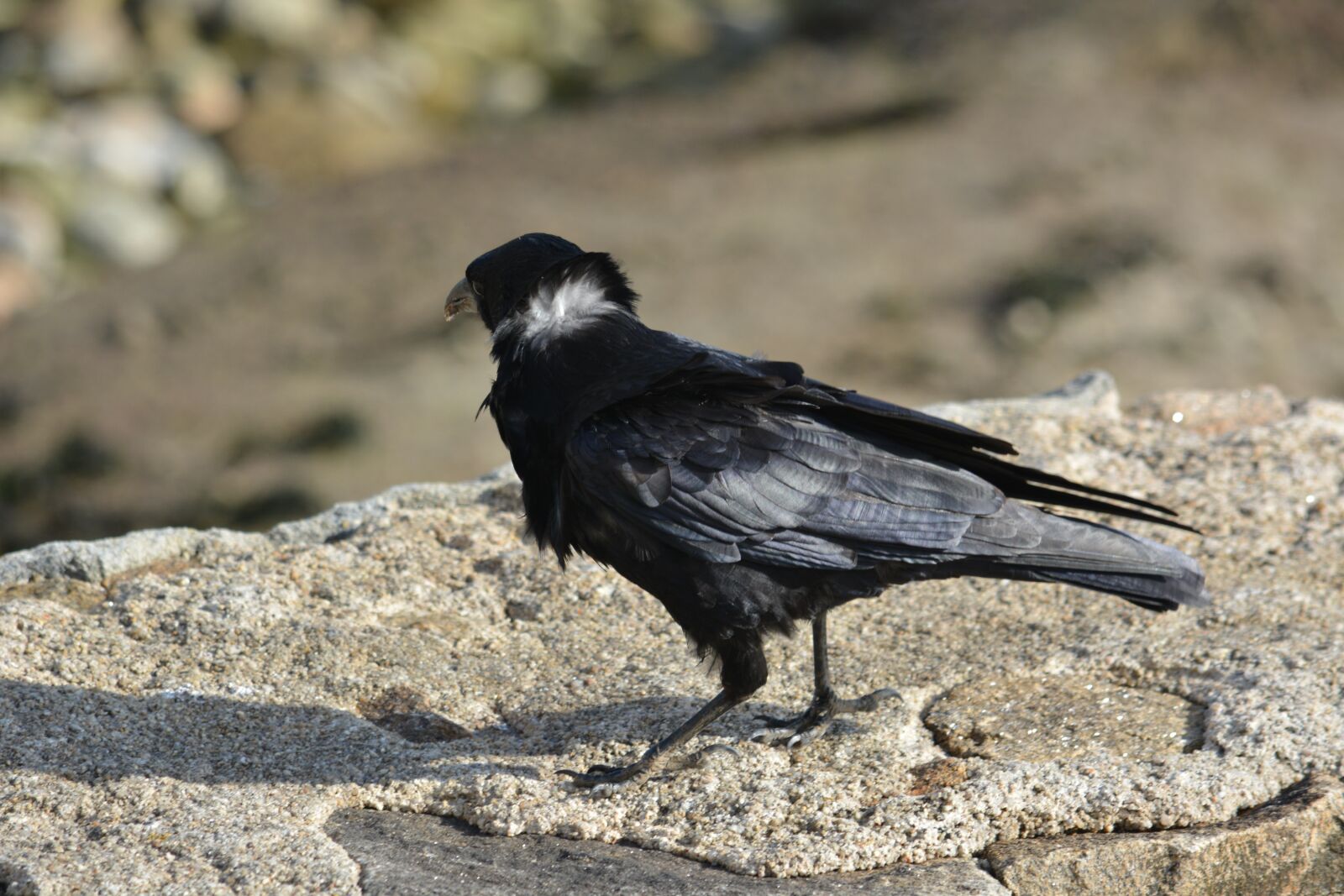 Nikon D5200 sample photo. Bird, corneille, nature photography