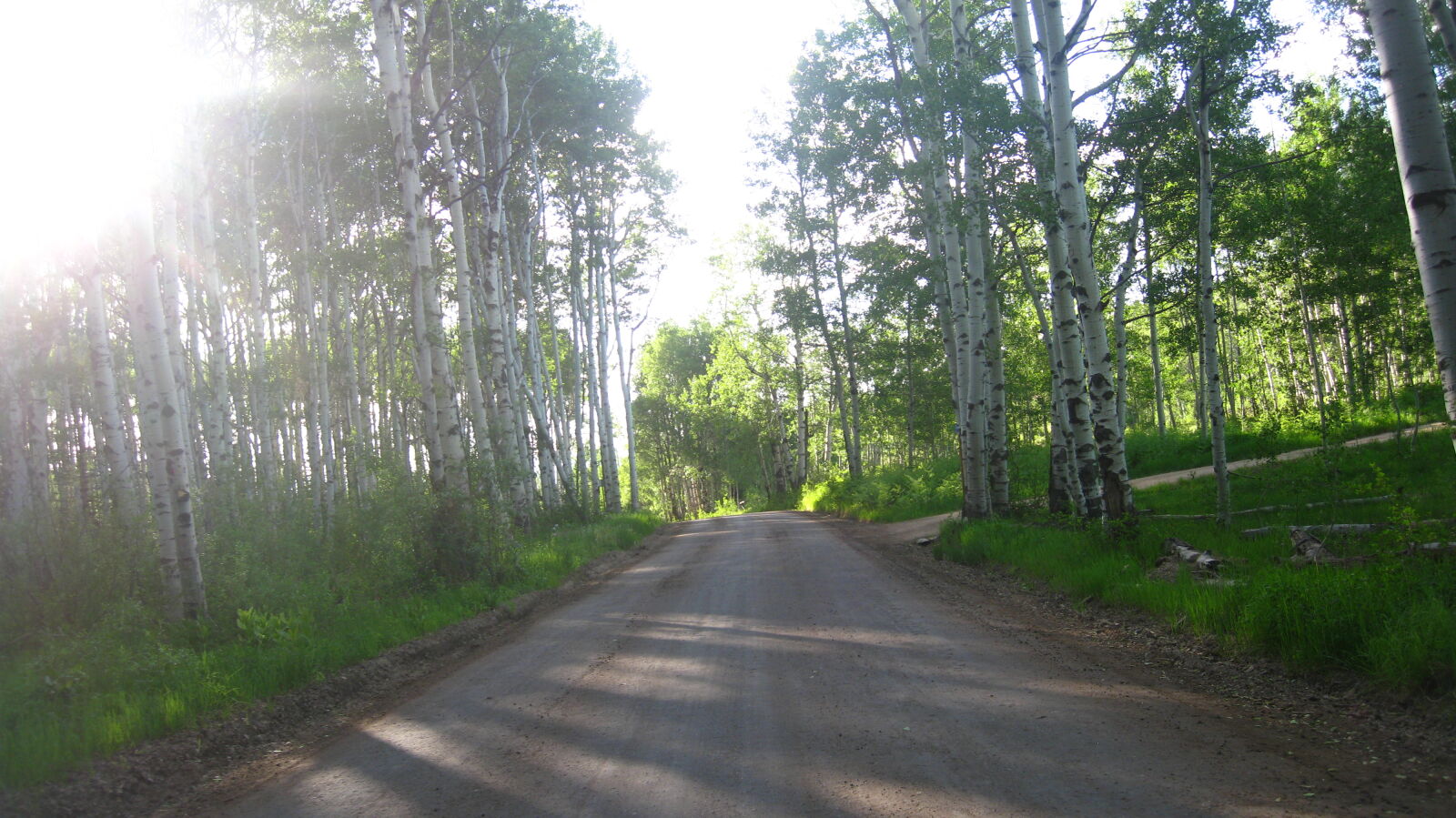 Canon POWERSHOT SD950 IS sample photo. Road, trees photography