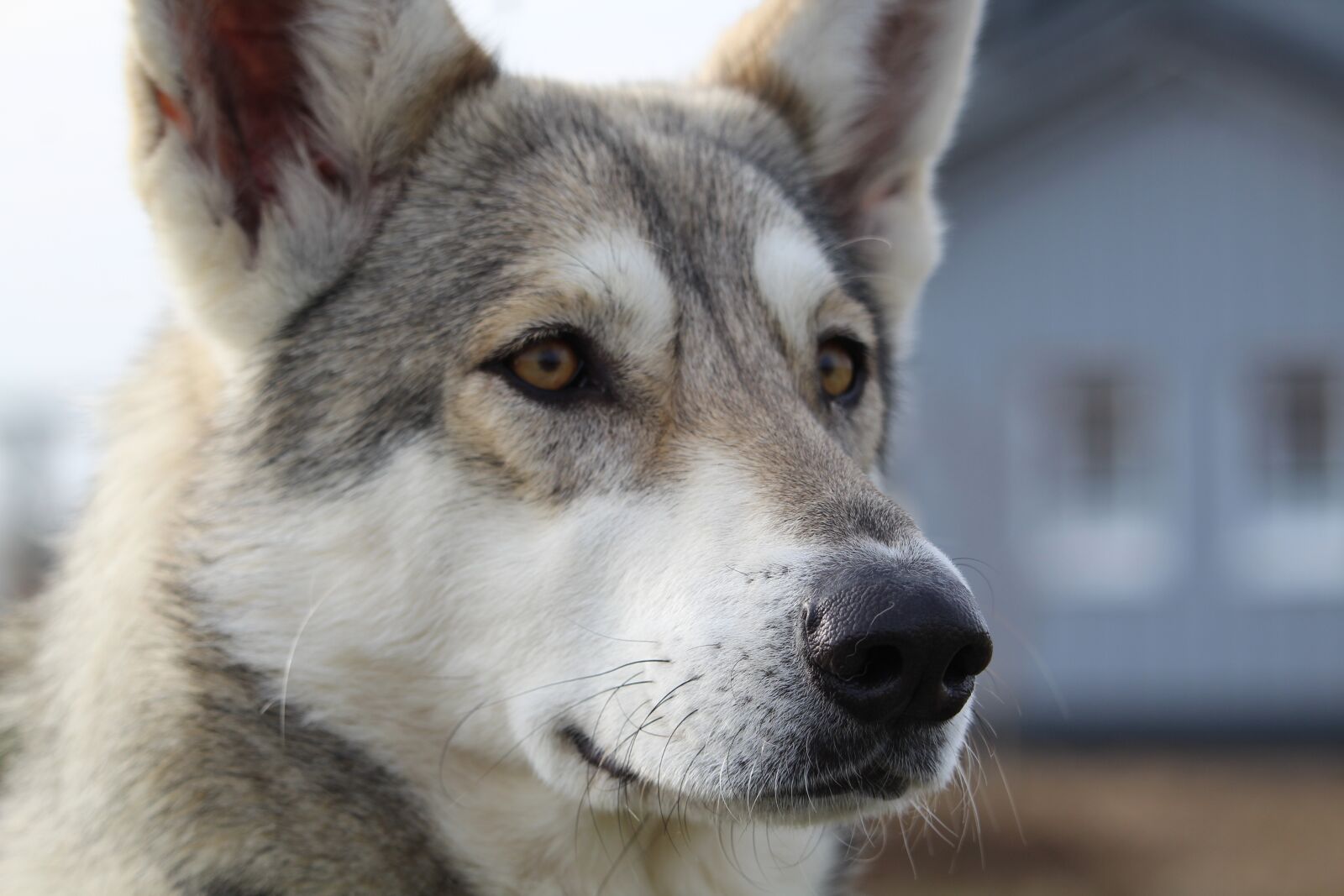 Canon EF-S 55-250mm F4-5.6 IS STM sample photo. Wolf dog, pet, dog photography