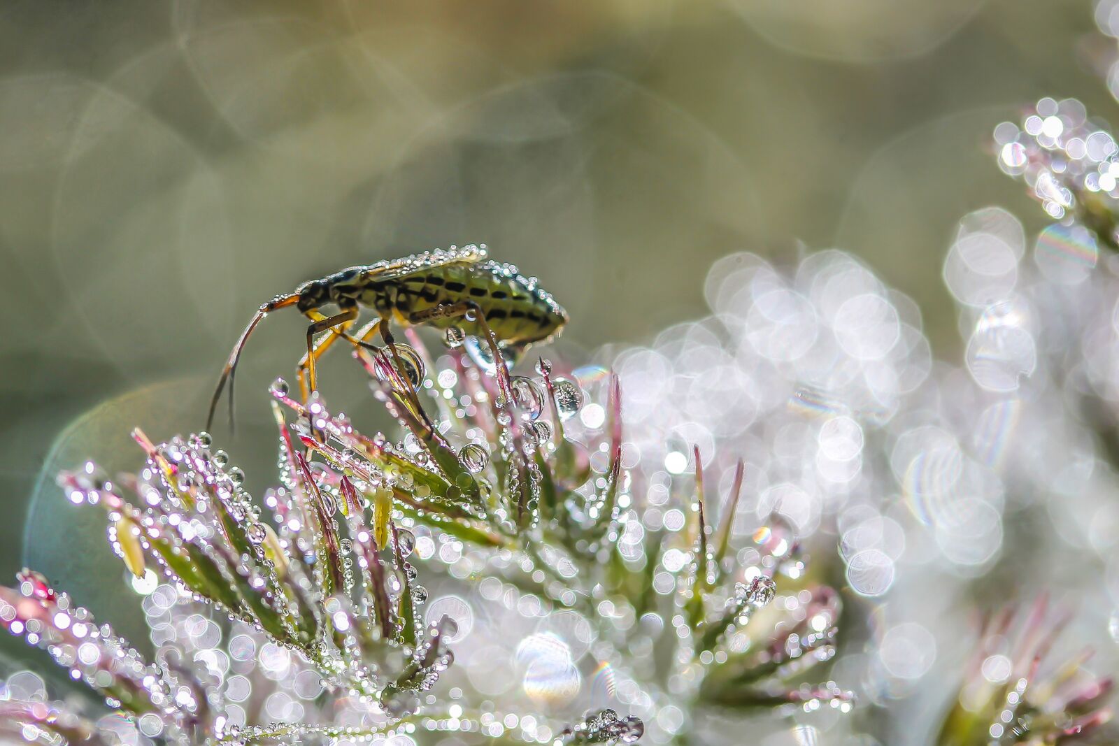 Canon EF-S 60mm F2.8 Macro USM sample photo. Insect, arthropod, animal photography