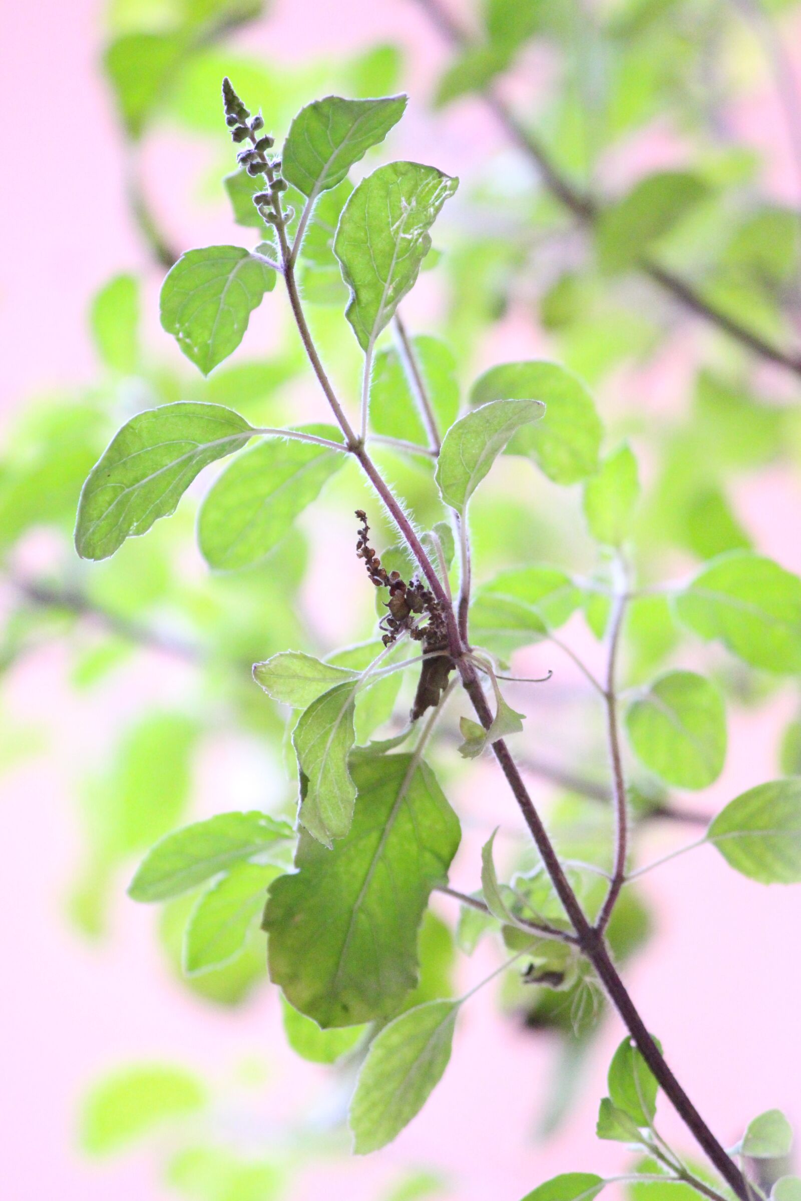 Canon EOS 700D (EOS Rebel T5i / EOS Kiss X7i) sample photo. Plant, green leafs, nature photography