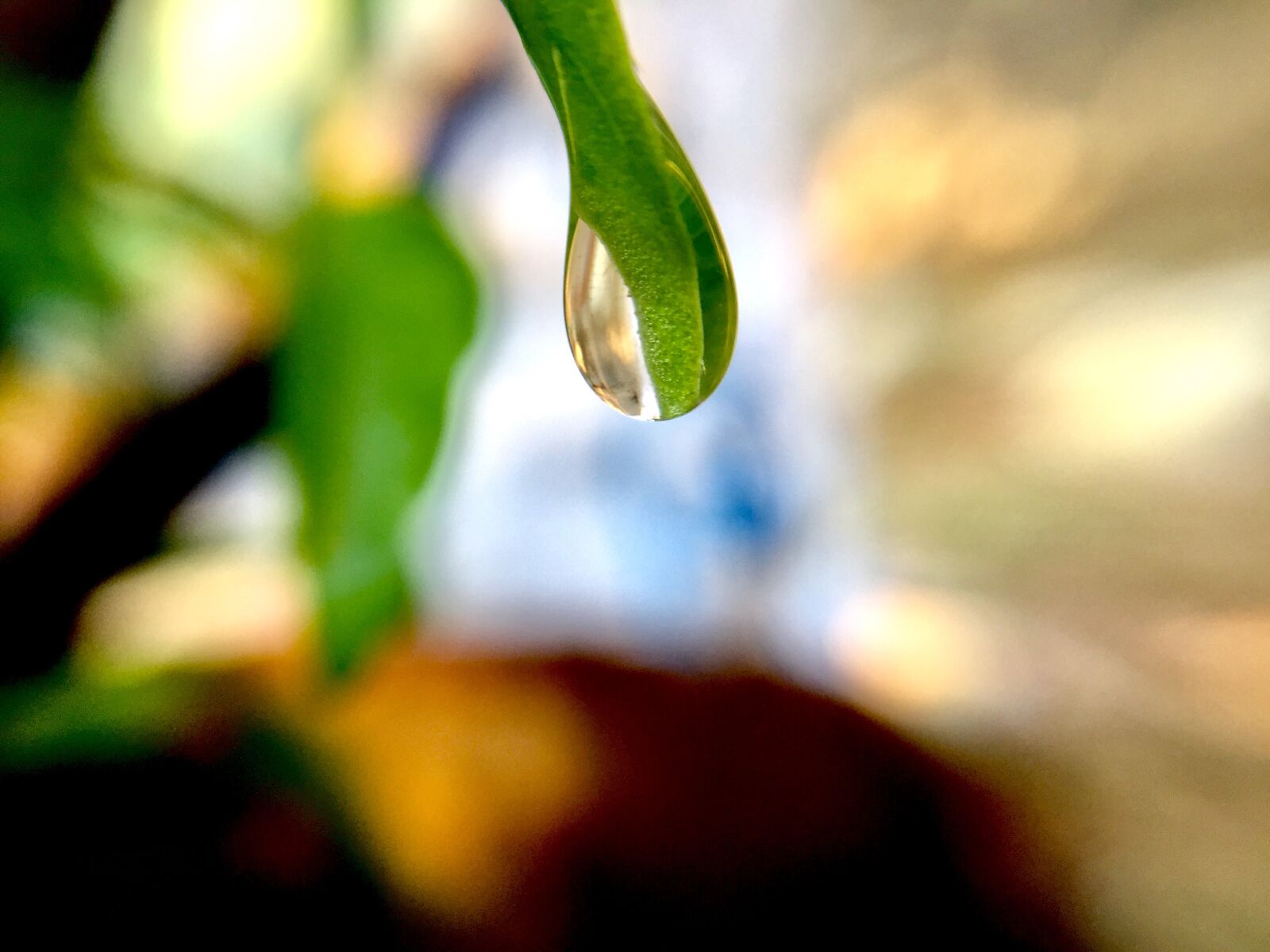 iPhone 6 back camera 4.15mm f/2.2 sample photo. Rain, leaf, green photography