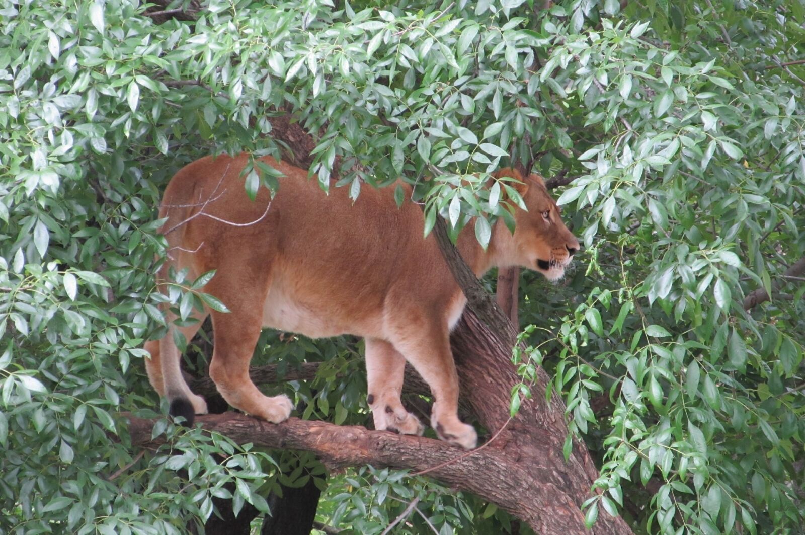 Canon PowerShot SX130 IS sample photo. Lioness, portrait, tree photography