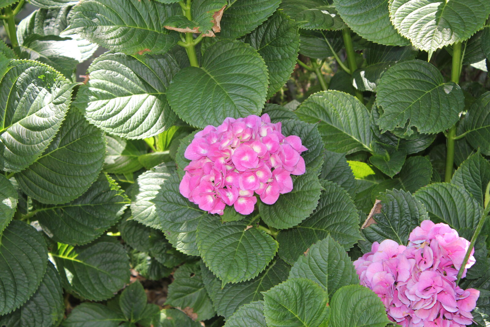Canon EOS 550D (EOS Rebel T2i / EOS Kiss X4) sample photo. Close, up, of, pink photography