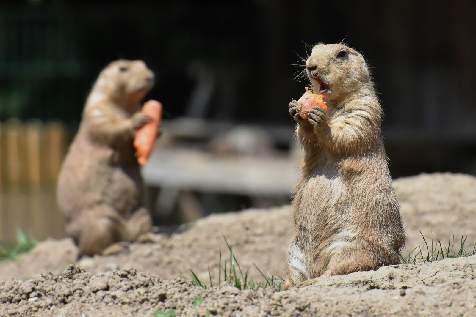 Nikon D7200 sample photo. Prairie dogs, nager, rodents photography