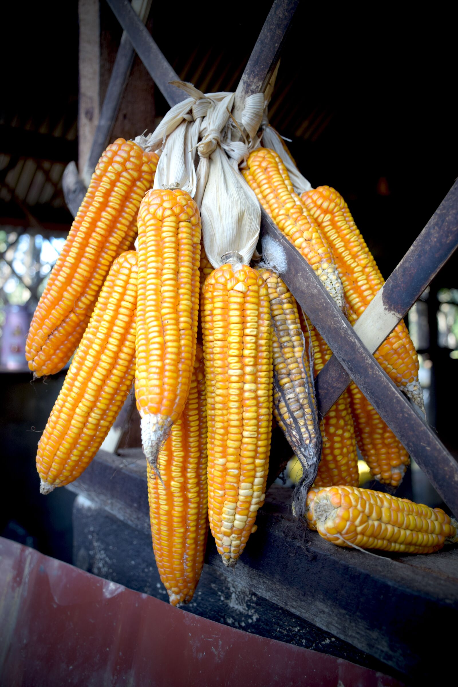 Nikon D5300 sample photo. Corn, fruit, food photography