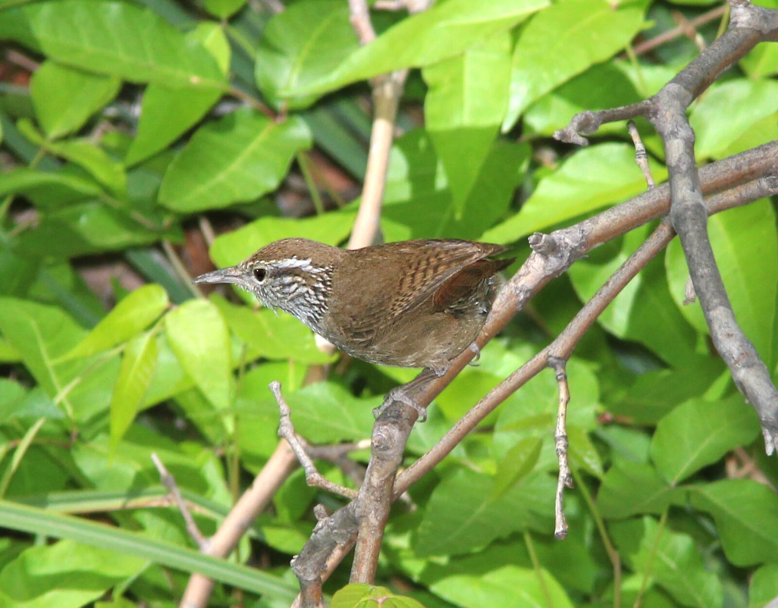Canon EF 300mm F4L IS USM sample photo