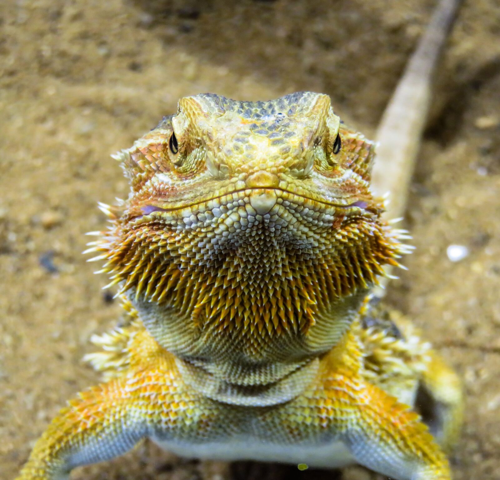 Canon PowerShot SX710 HS sample photo. Animal, lizard, agame photography