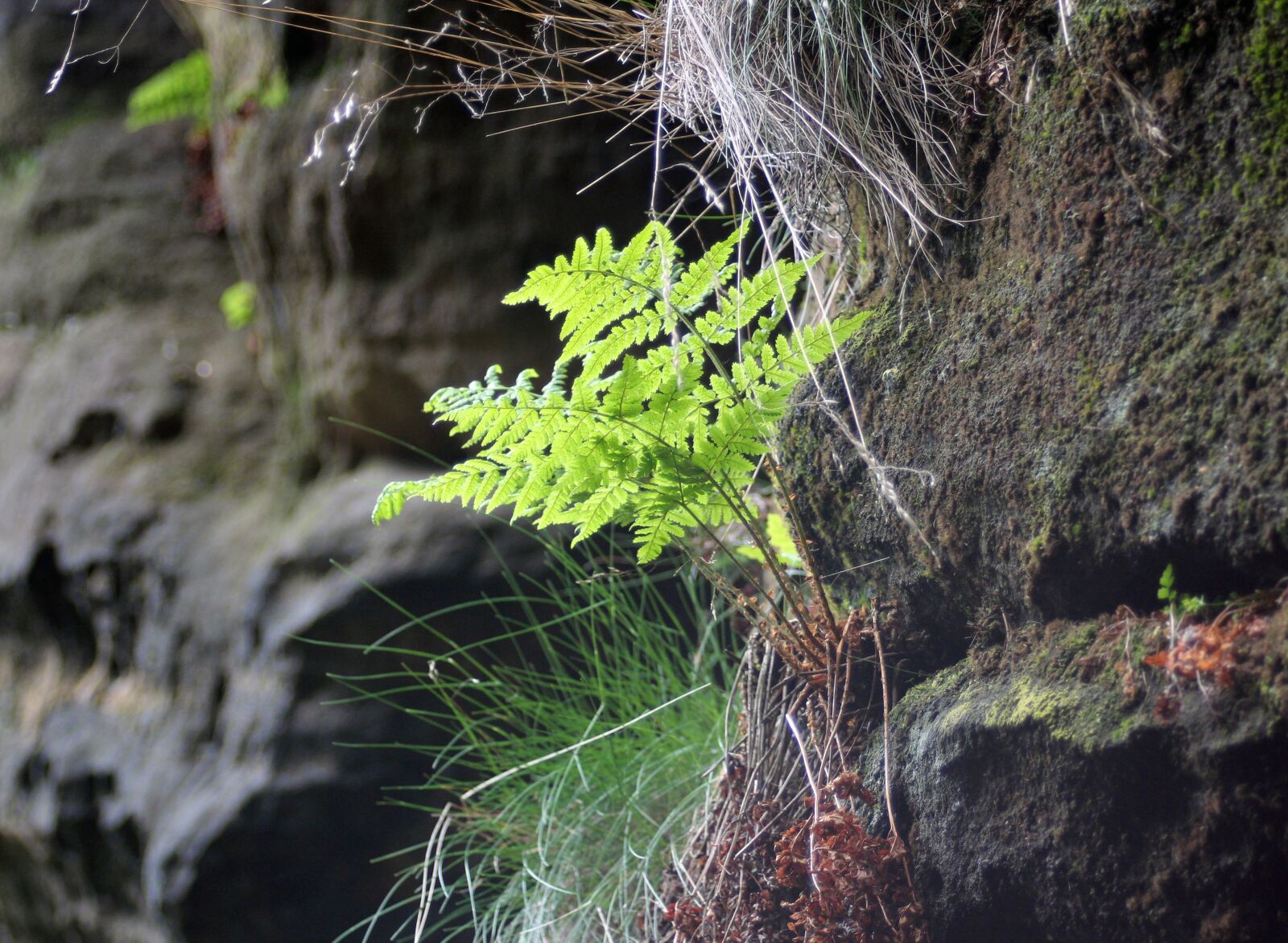 Canon EF 28-80mm f/3.5-5.6 sample photo. Fern, fern green, green photography