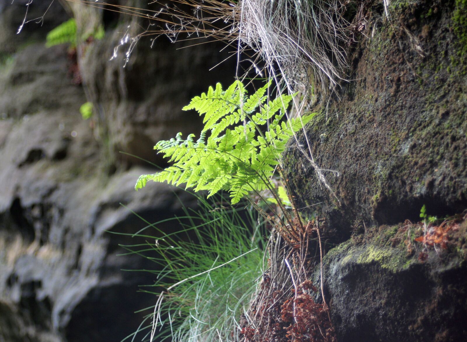 Canon EOS 600D (Rebel EOS T3i / EOS Kiss X5) + Canon EF 28-80mm f/3.5-5.6 sample photo. Fern, fern green, green photography