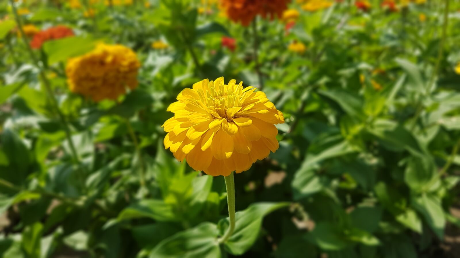 Samsung Galaxy S7 Edge sample photo. Gorgeous, bright, nature photography