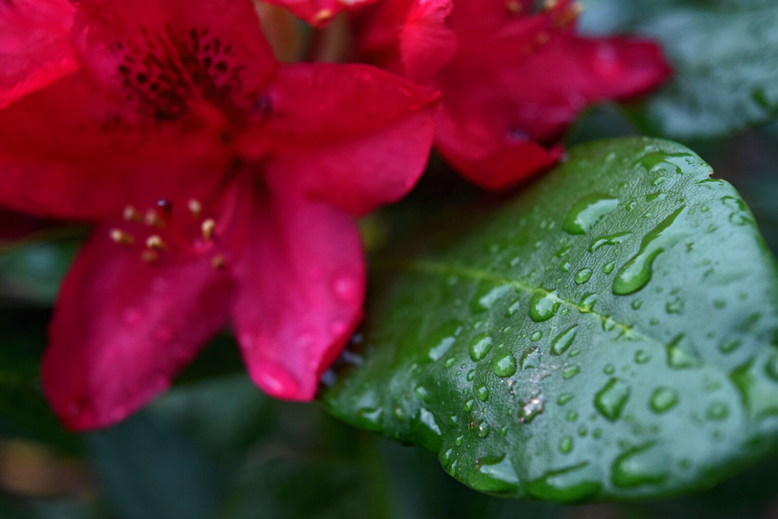 Nikon D3300 sample photo. Rhododendron, spring photography