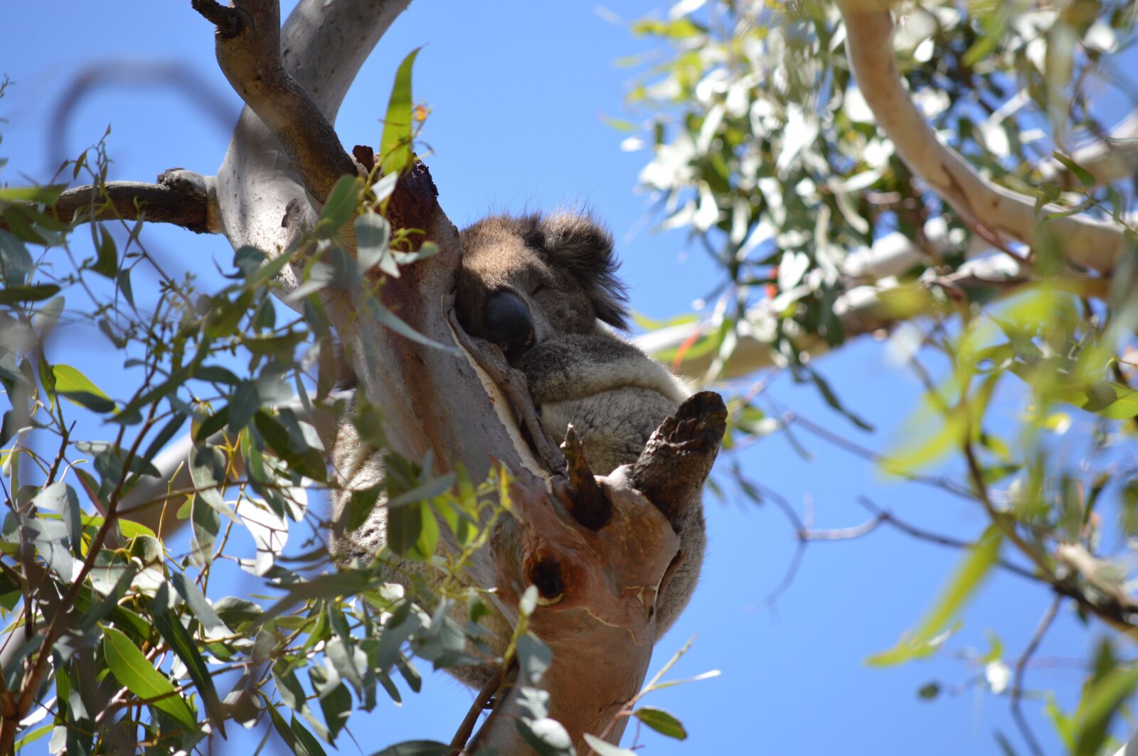 Nikon D3200 sample photo. Koala, australia, marsupial photography