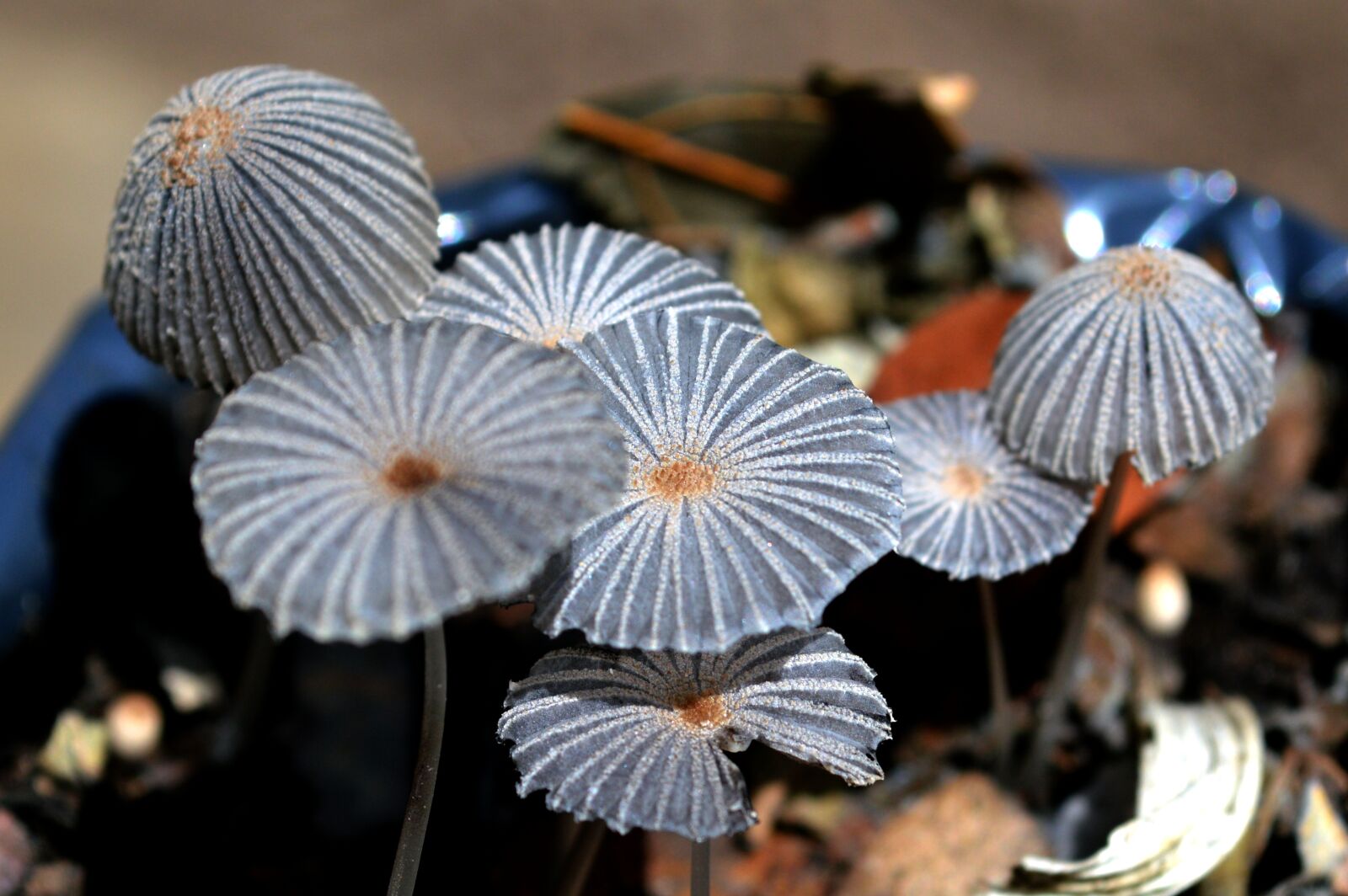 Nikon D3200 sample photo. Fungi, mushrooms, nature photography