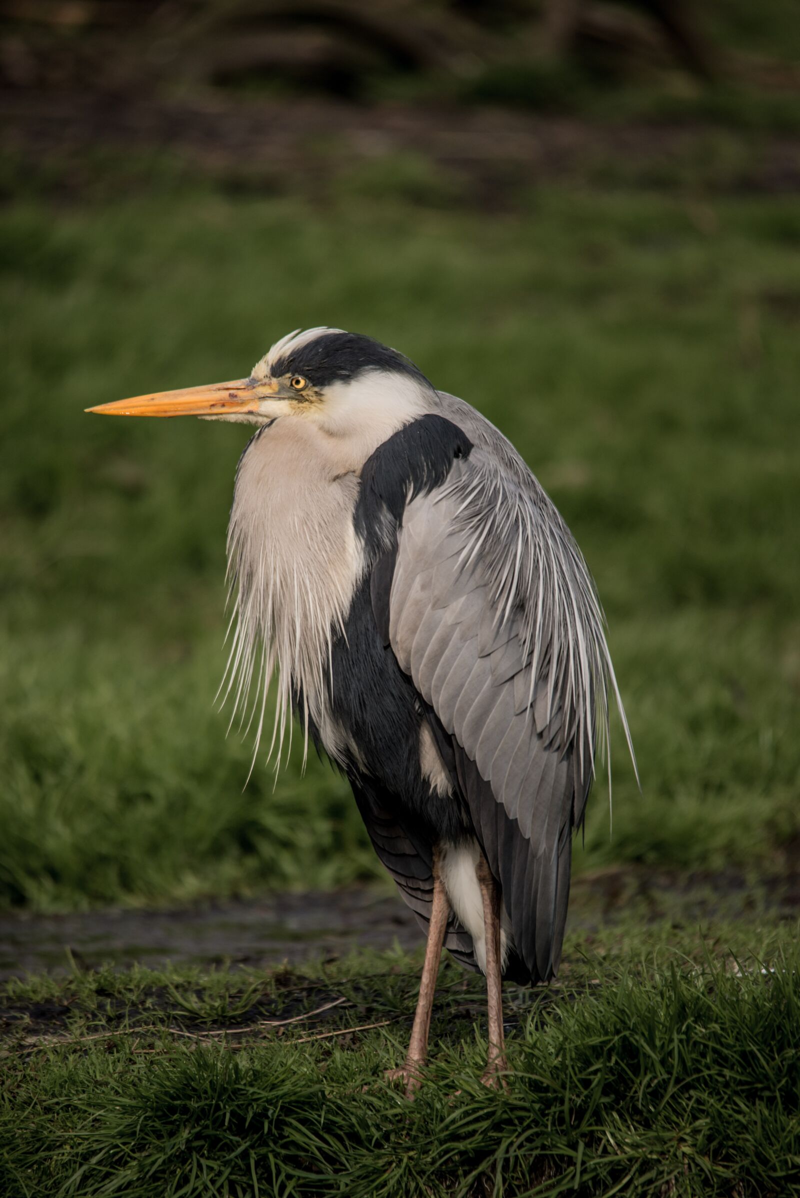 Nikon D610 sample photo. Grey heron, magnificent plumage photography