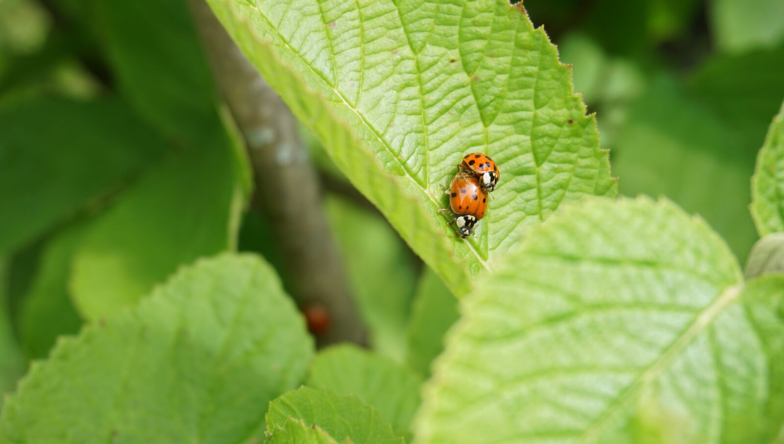 Sony a6000 sample photo. Ladybug, couple, togetherness photography