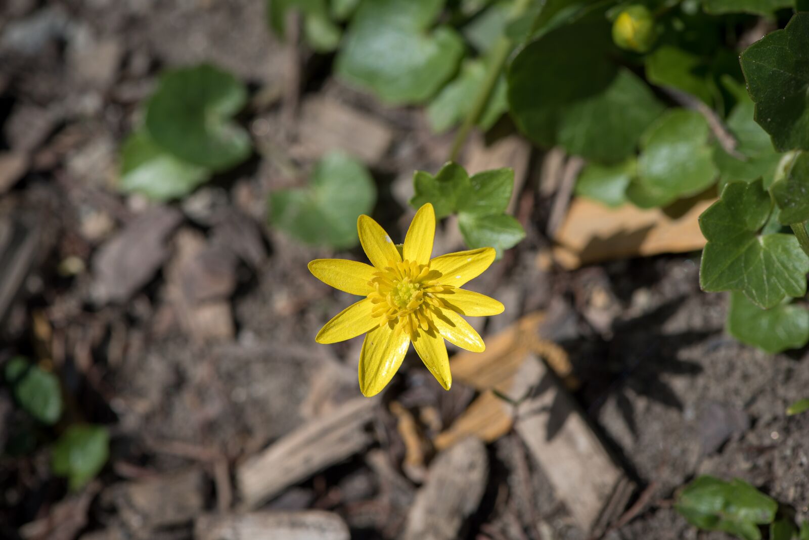 Nikon D750 sample photo. Celandine, feigwurz, early bloomer photography