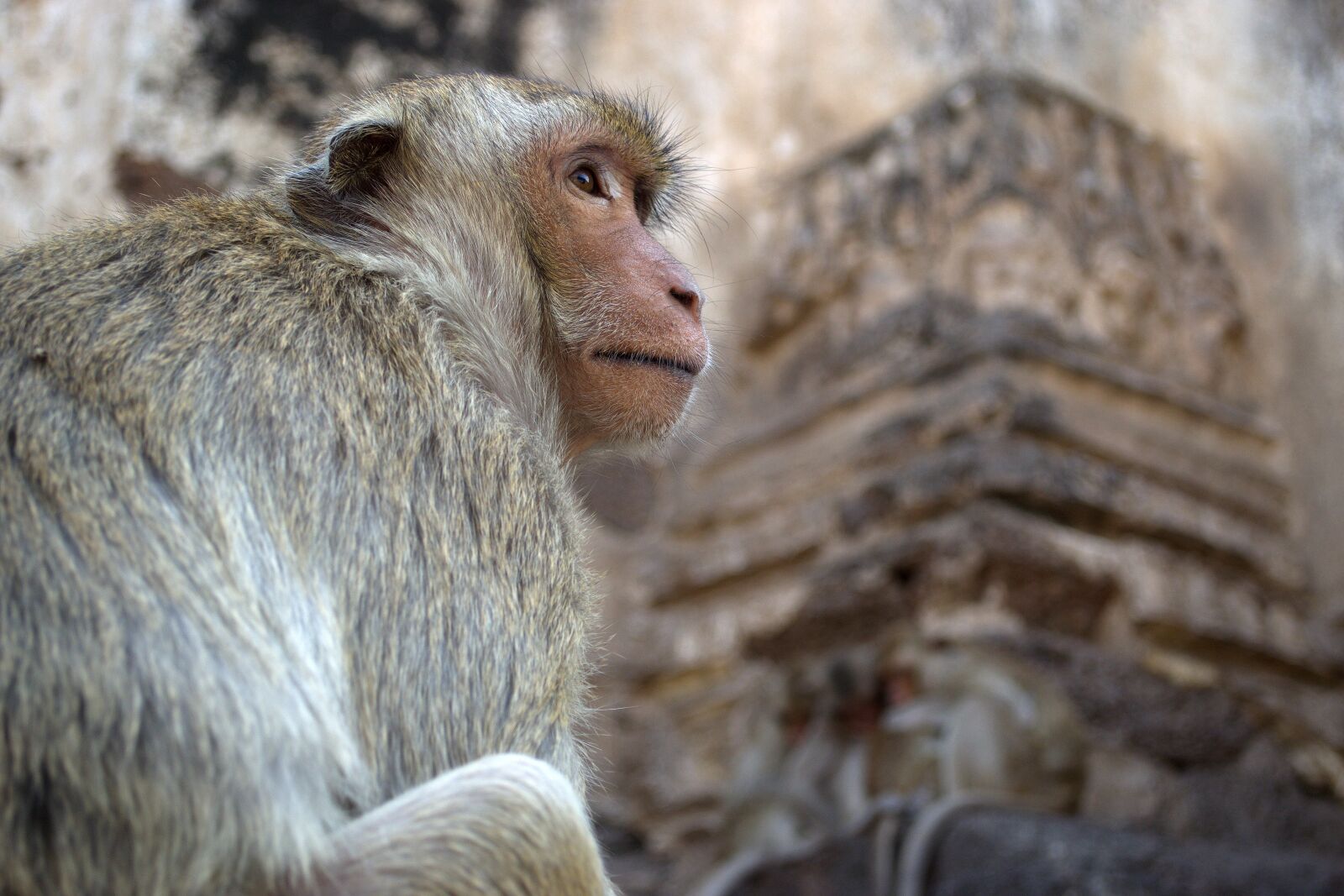 Nikon D3100 sample photo. Monkey, macaque, animals photography