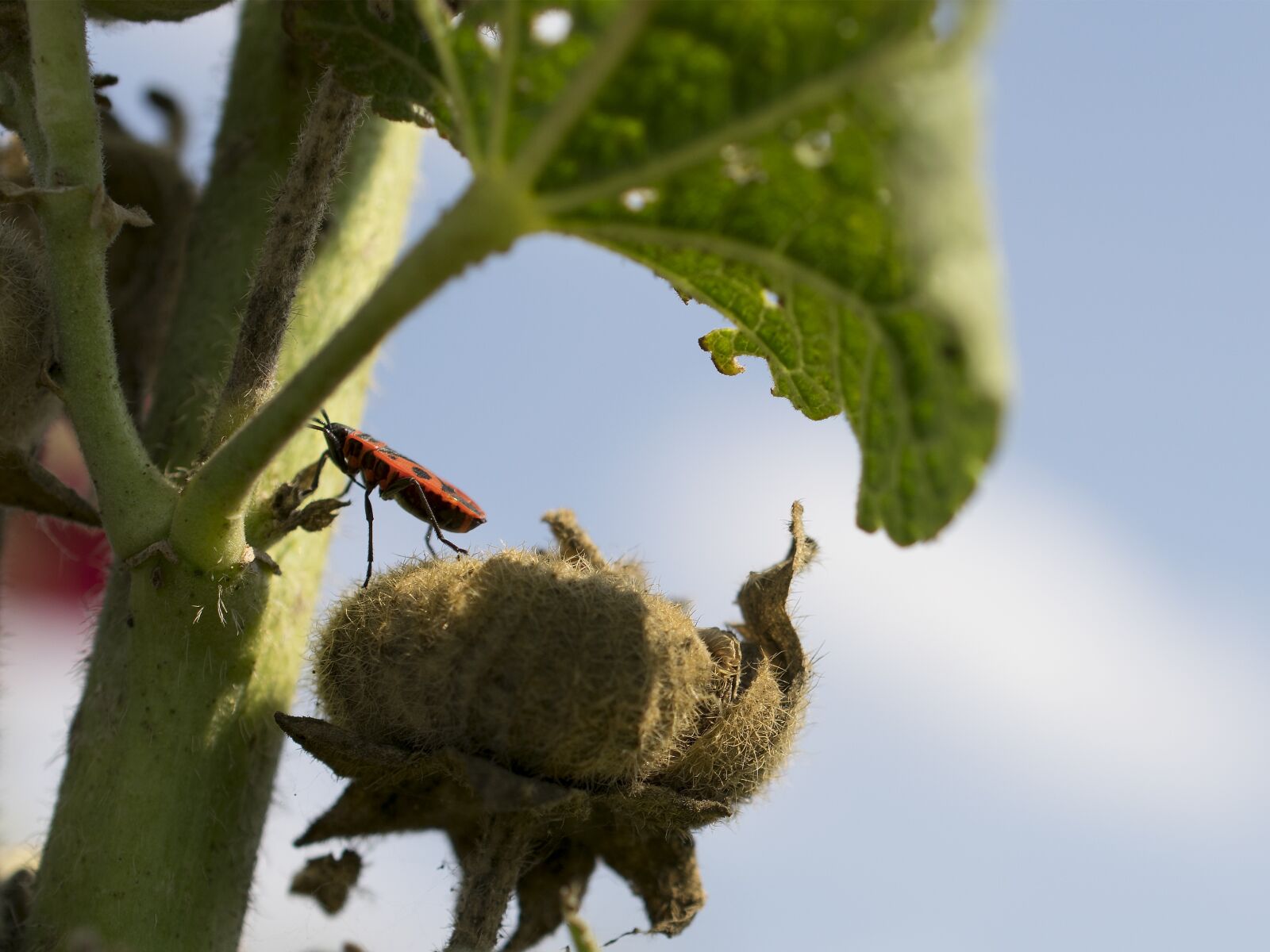 Nikon D3300 sample photo. Fire bug, nature, close photography