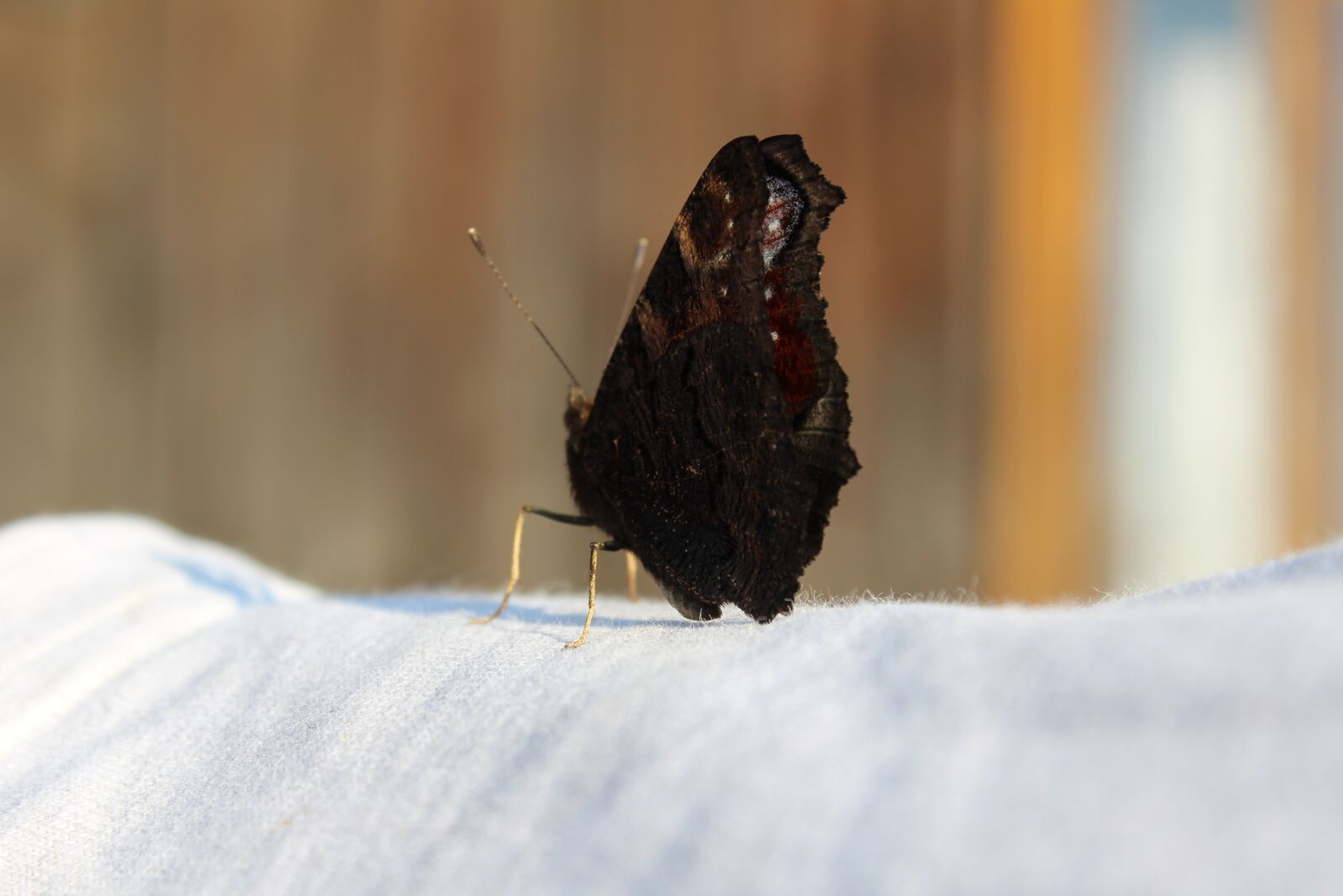 Canon EOS 1300D (EOS Rebel T6 / EOS Kiss X80) sample photo. Butterfly, the background, nature photography