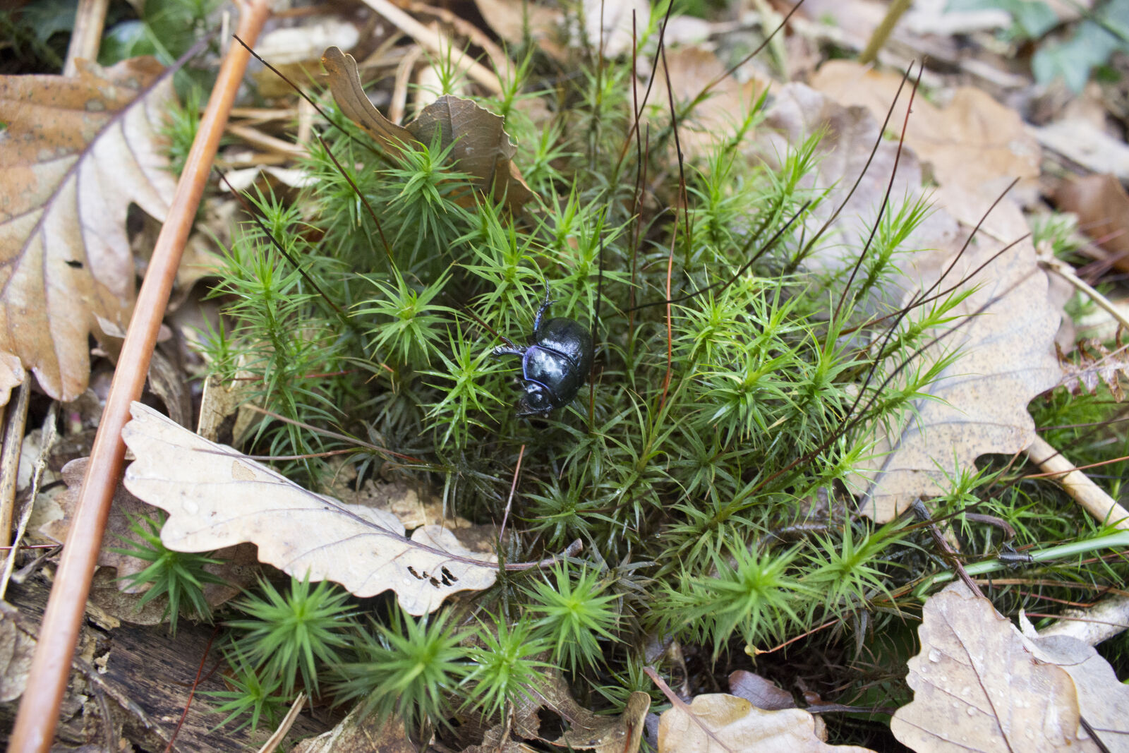Canon EOS 600D (Rebel EOS T3i / EOS Kiss X5) sample photo. Animal, autumn, leaves, beetle photography